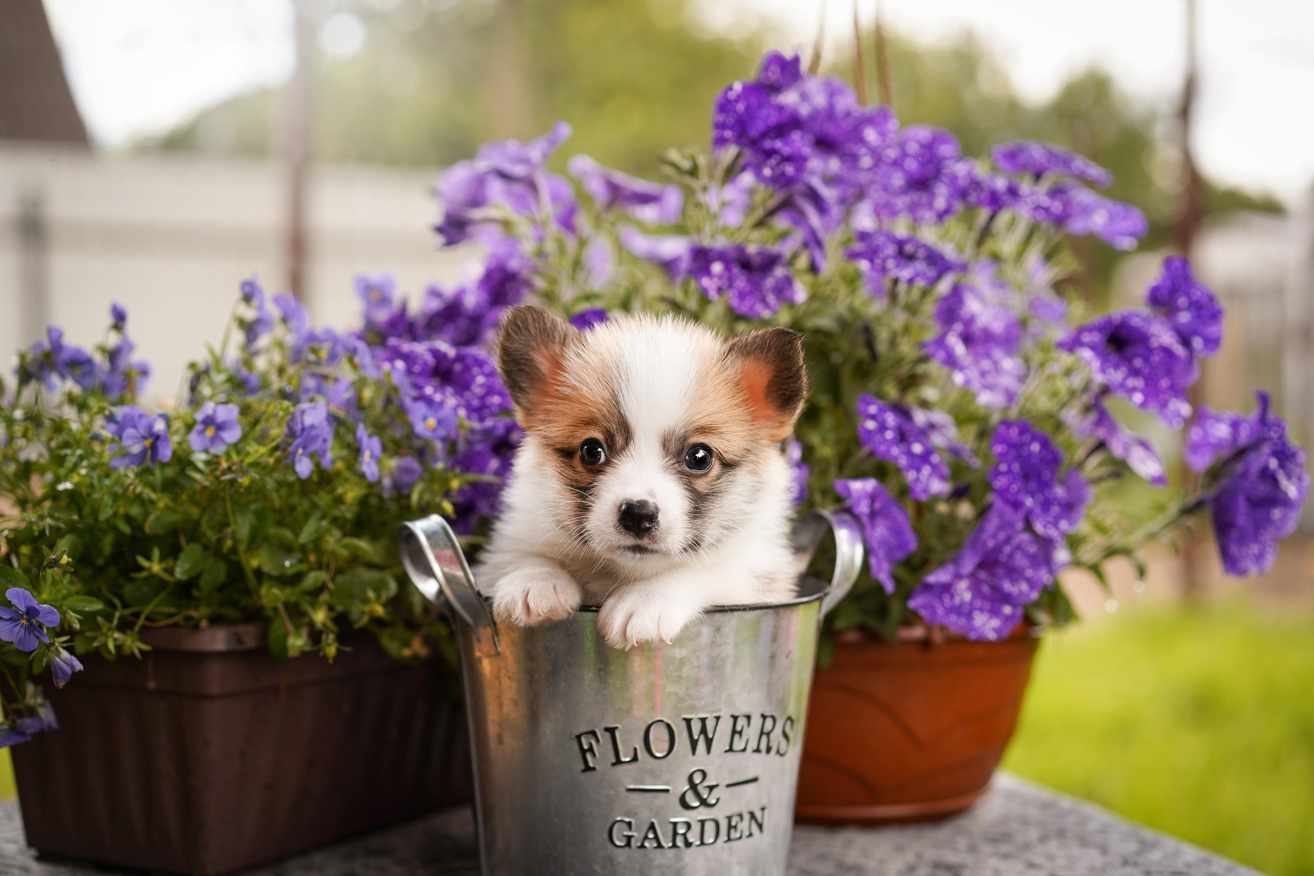 Щенки вельш-корги пемброк. Фотограф-анималист в Санкт-Петербурге Яна Мартынова