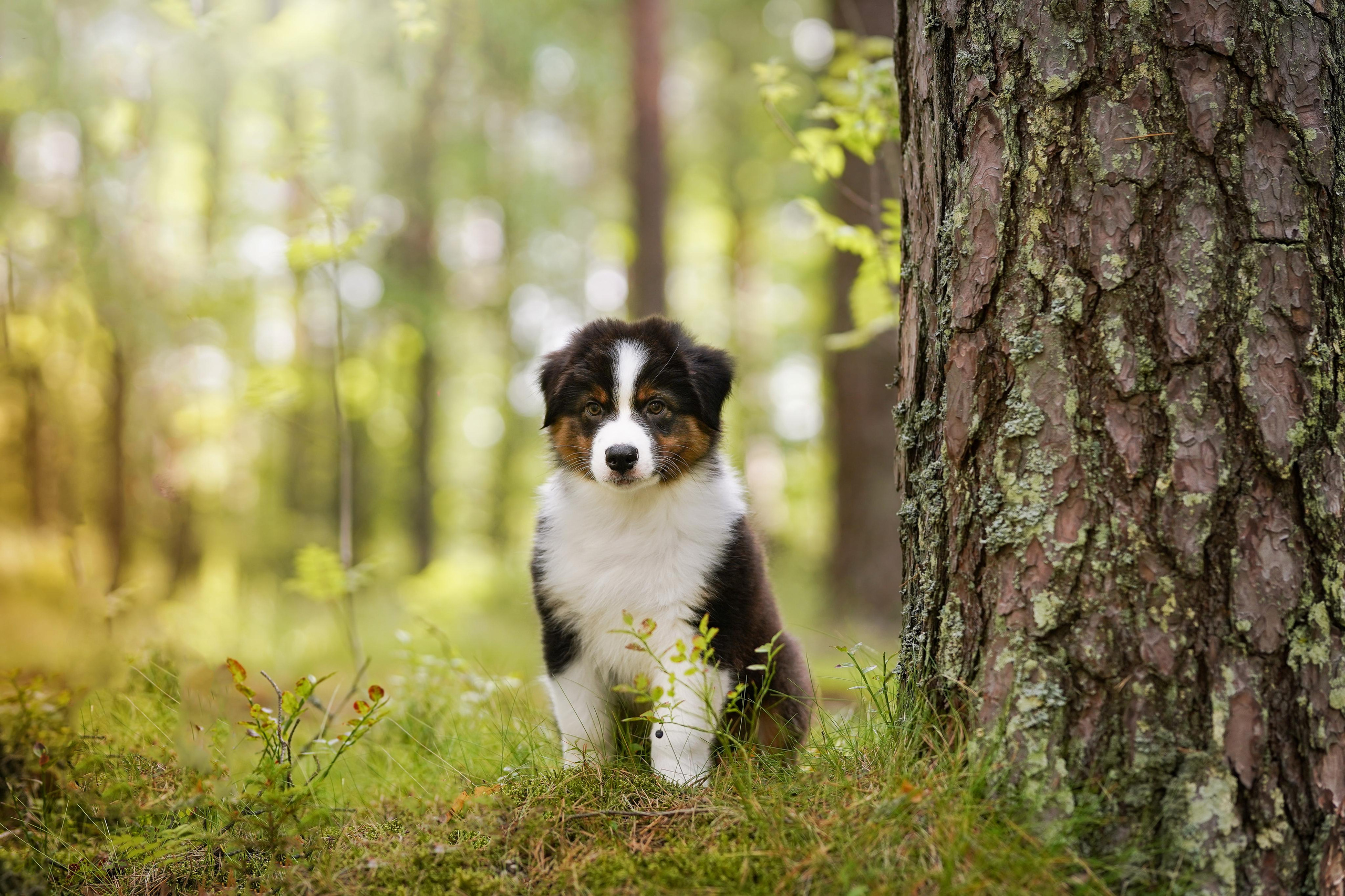 Щены аусси. Фотограф-анималист в Санкт-Петербурге Яна Мартынова