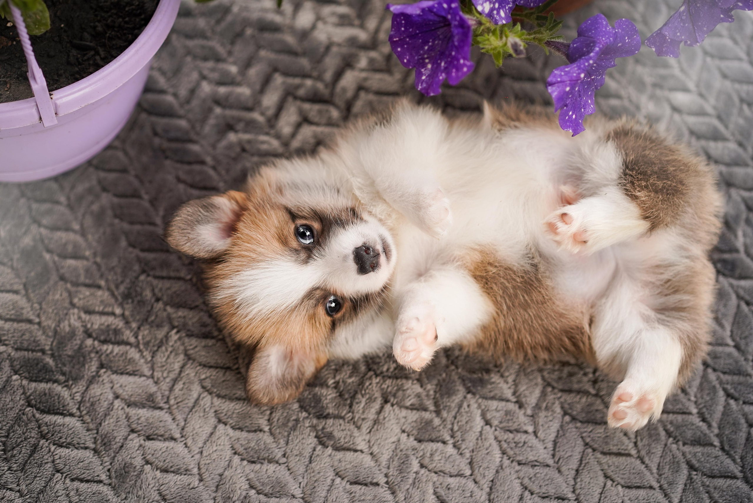 Щенки вельш-корги пемброк. Фотограф-анималист в Санкт-Петербурге Яна Мартынова