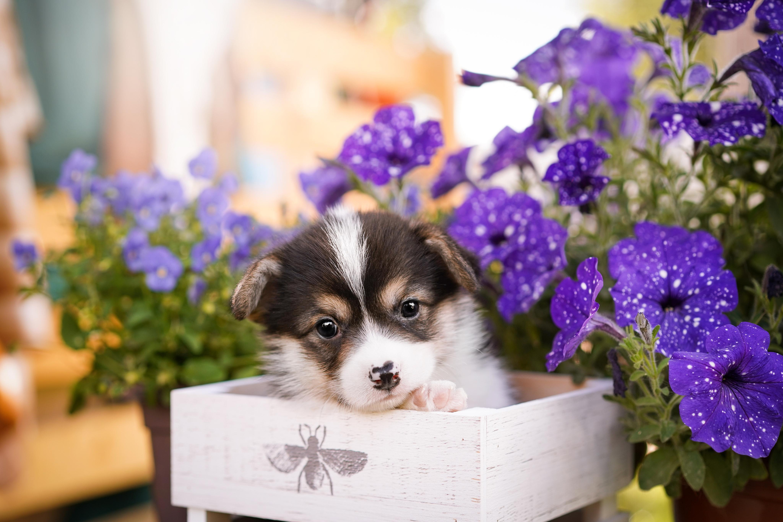 Щенки вельш-корги пемброк. Фотограф-анималист в Санкт-Петербурге Яна Мартынова