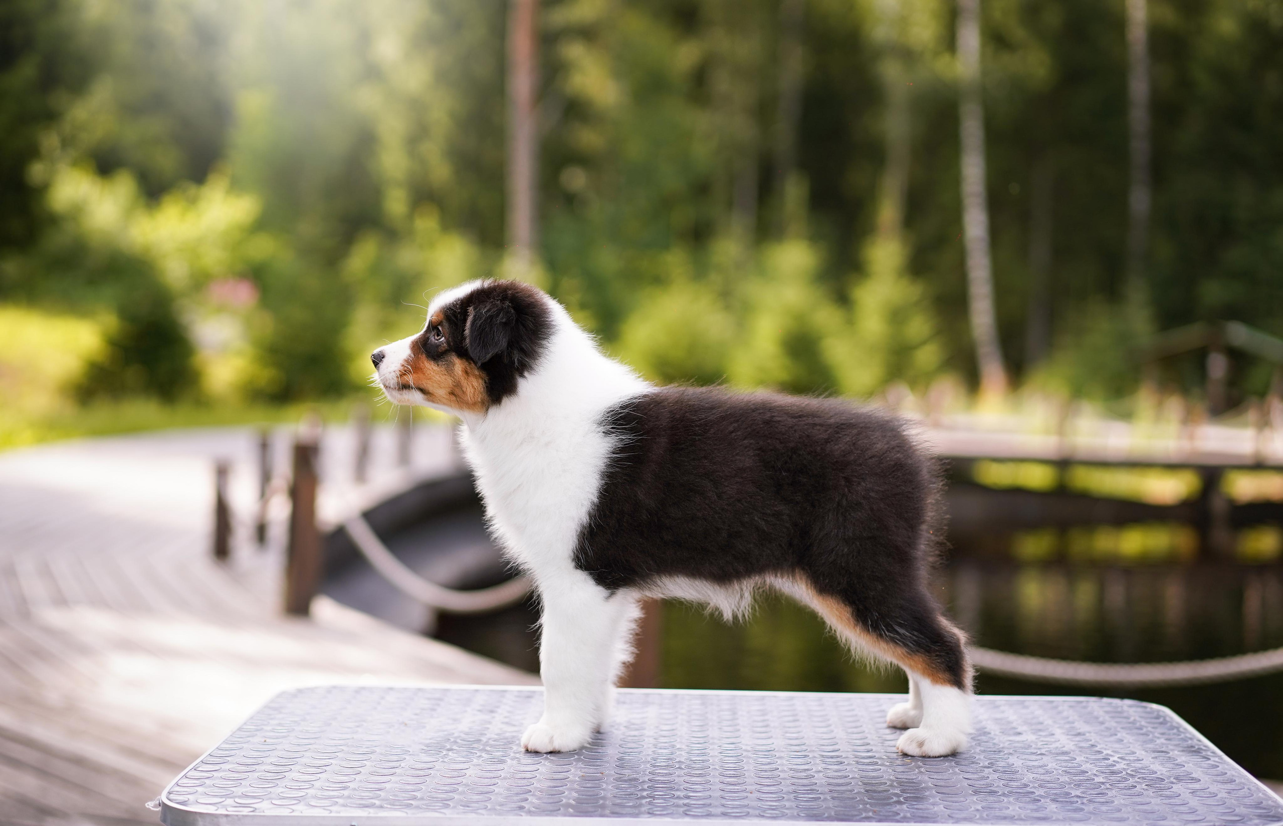 Щены аусси. Фотограф-анималист в Санкт-Петербурге Яна Мартынова