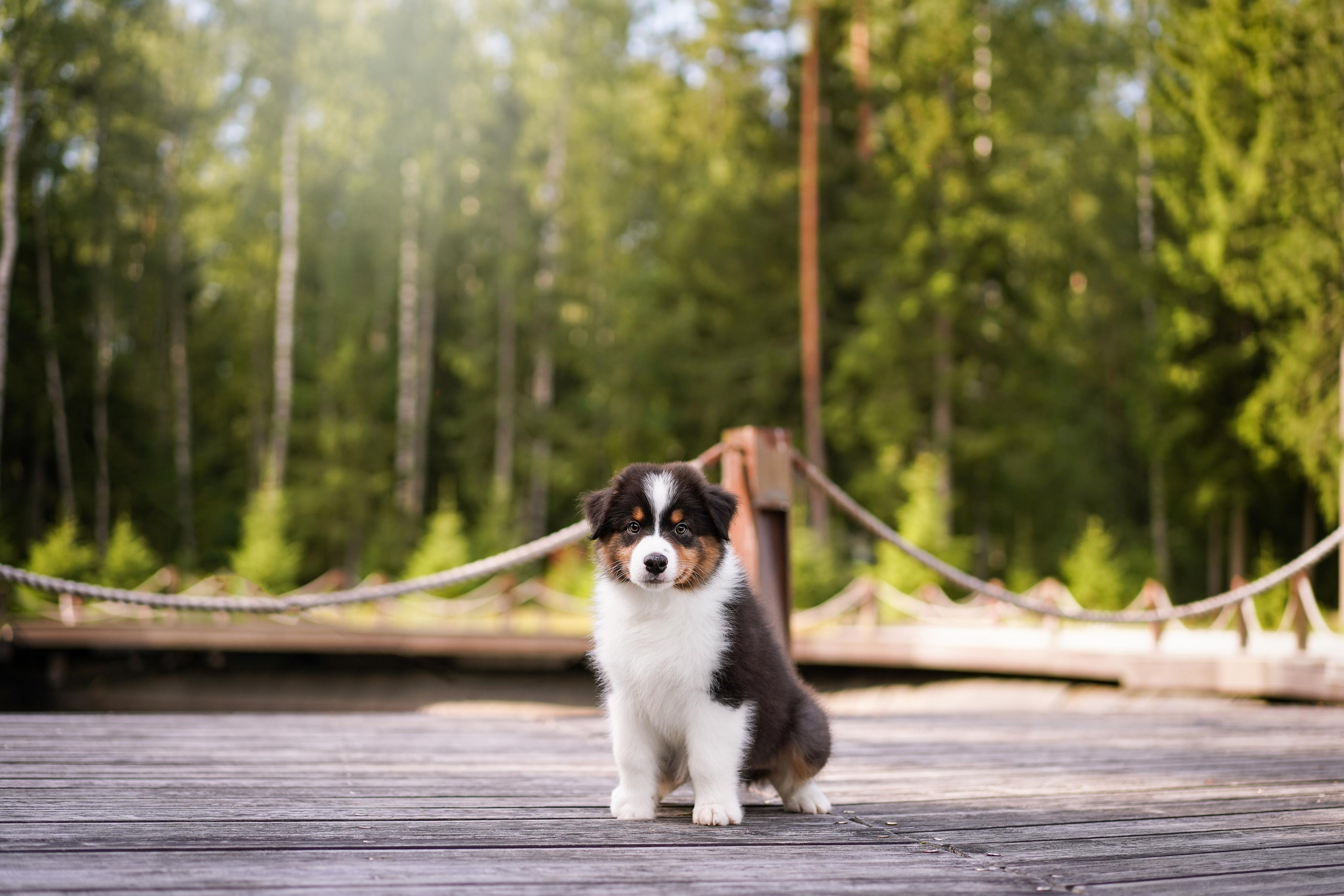Щены аусси. Фотограф-анималист в Санкт-Петербурге Яна Мартынова