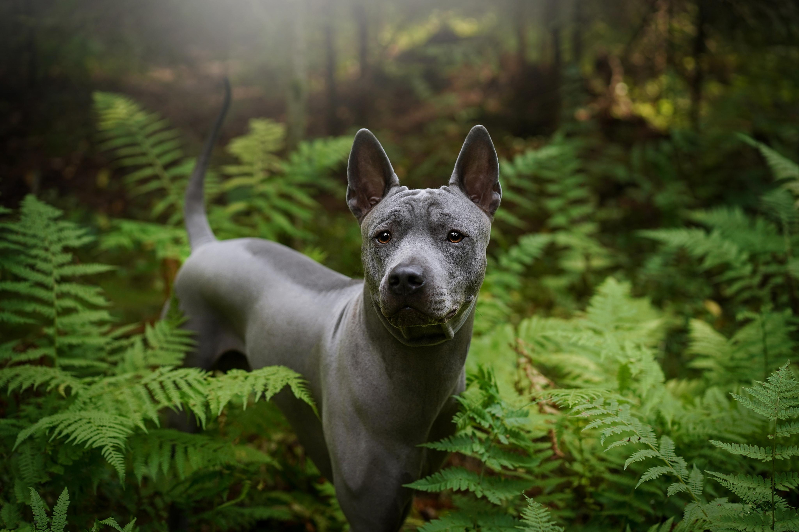 Юля Дима Грей и Тоффи. Фотограф-анималист в Санкт-Петербурге Яна Мартынова