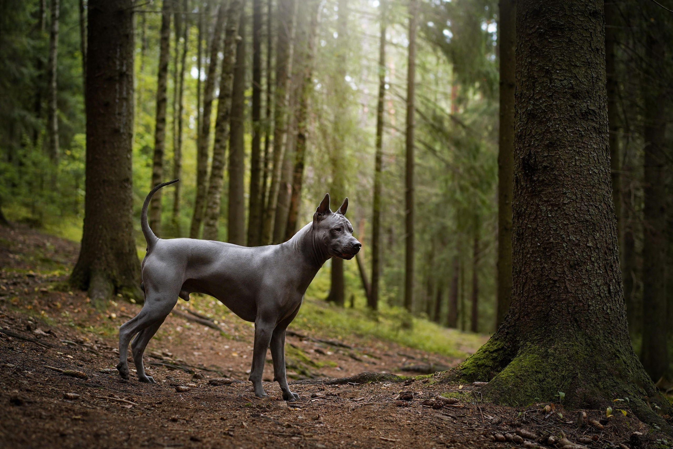 Юля Дима Грей и Тоффи. Фотограф-анималист в Санкт-Петербурге Яна Мартынова