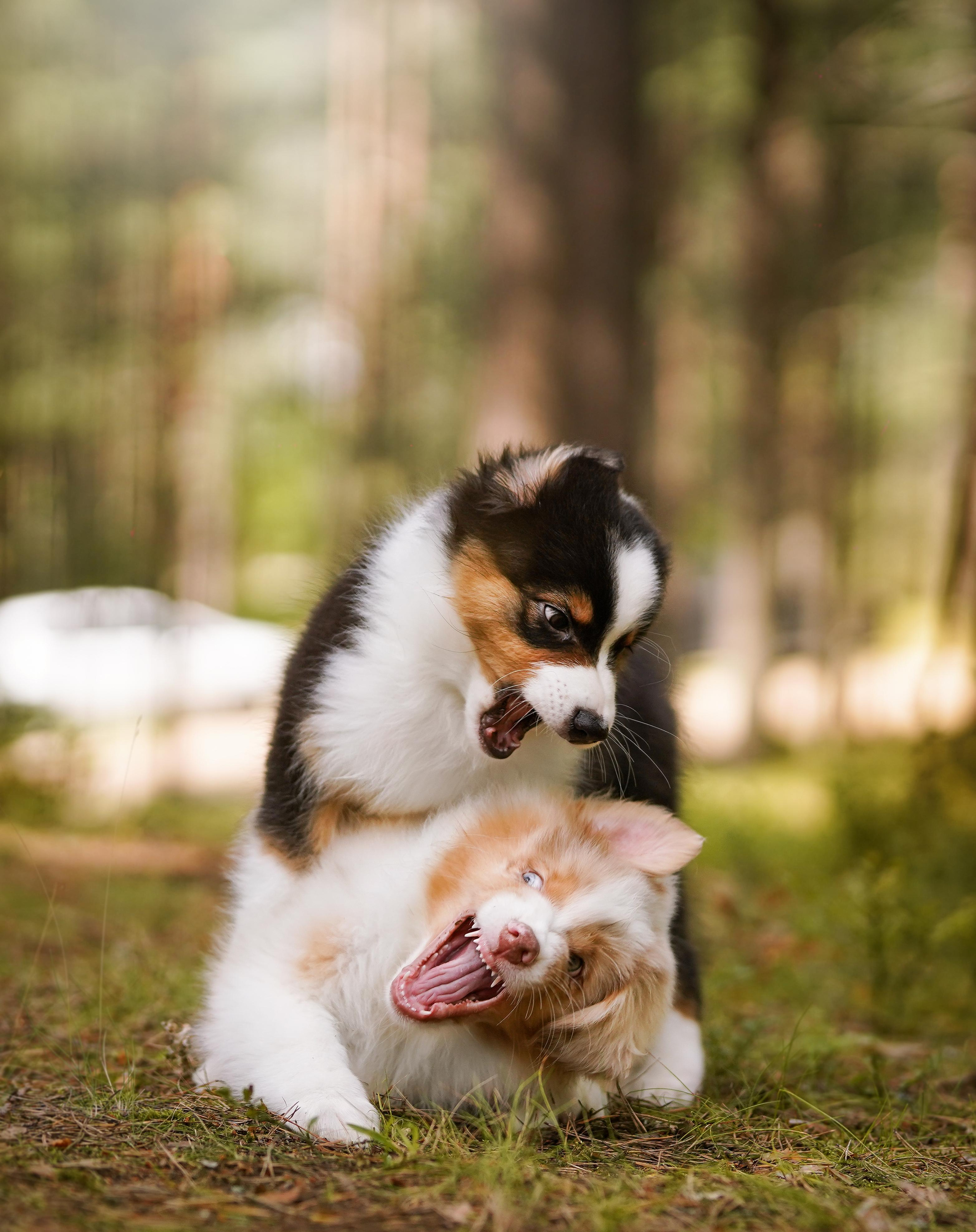 Щены аусси. Фотограф-анималист в Санкт-Петербурге Яна Мартынова