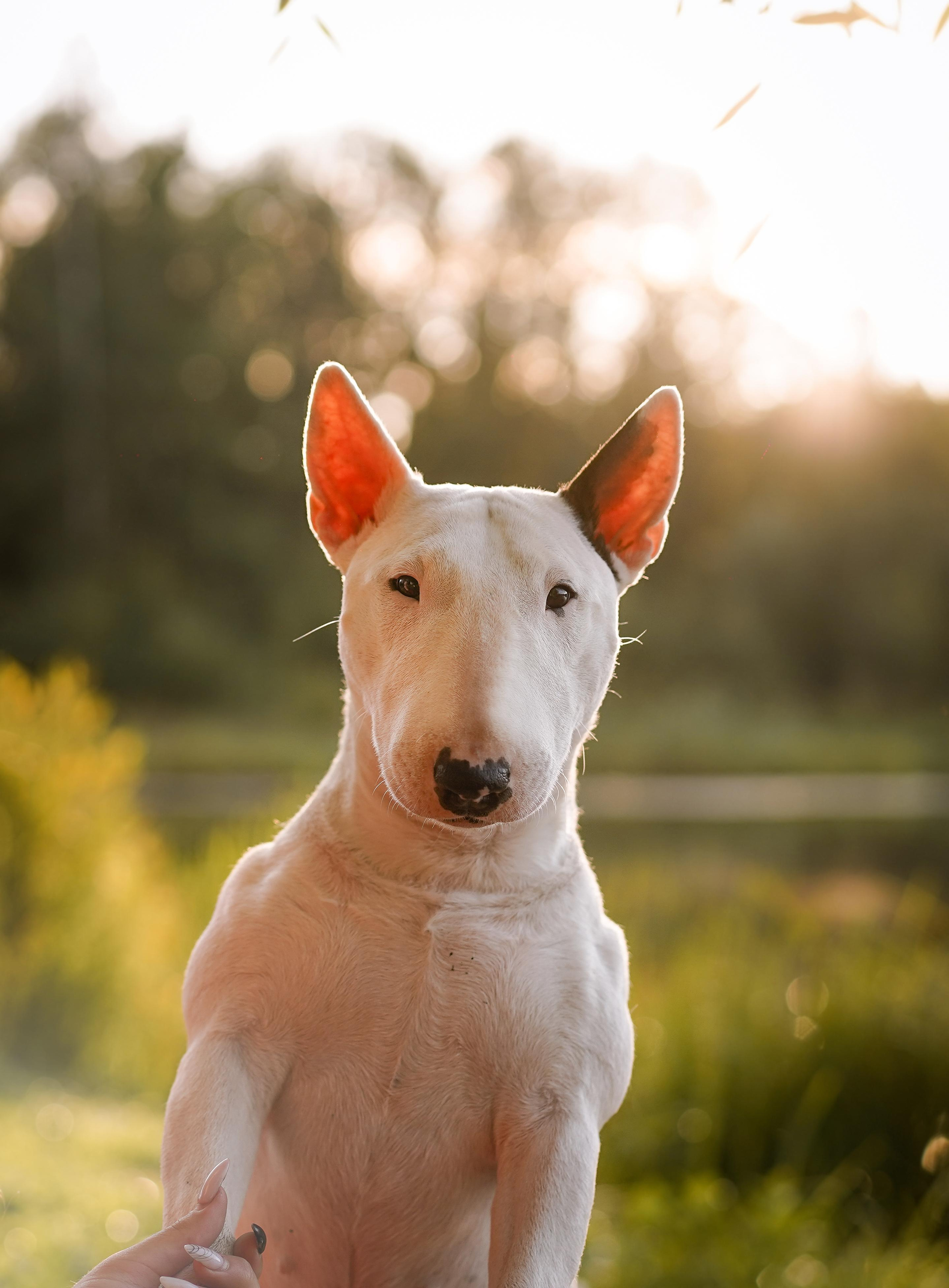 Таисия и Баля. Фотограф-анималист в Санкт-Петербурге Яна Мартынова