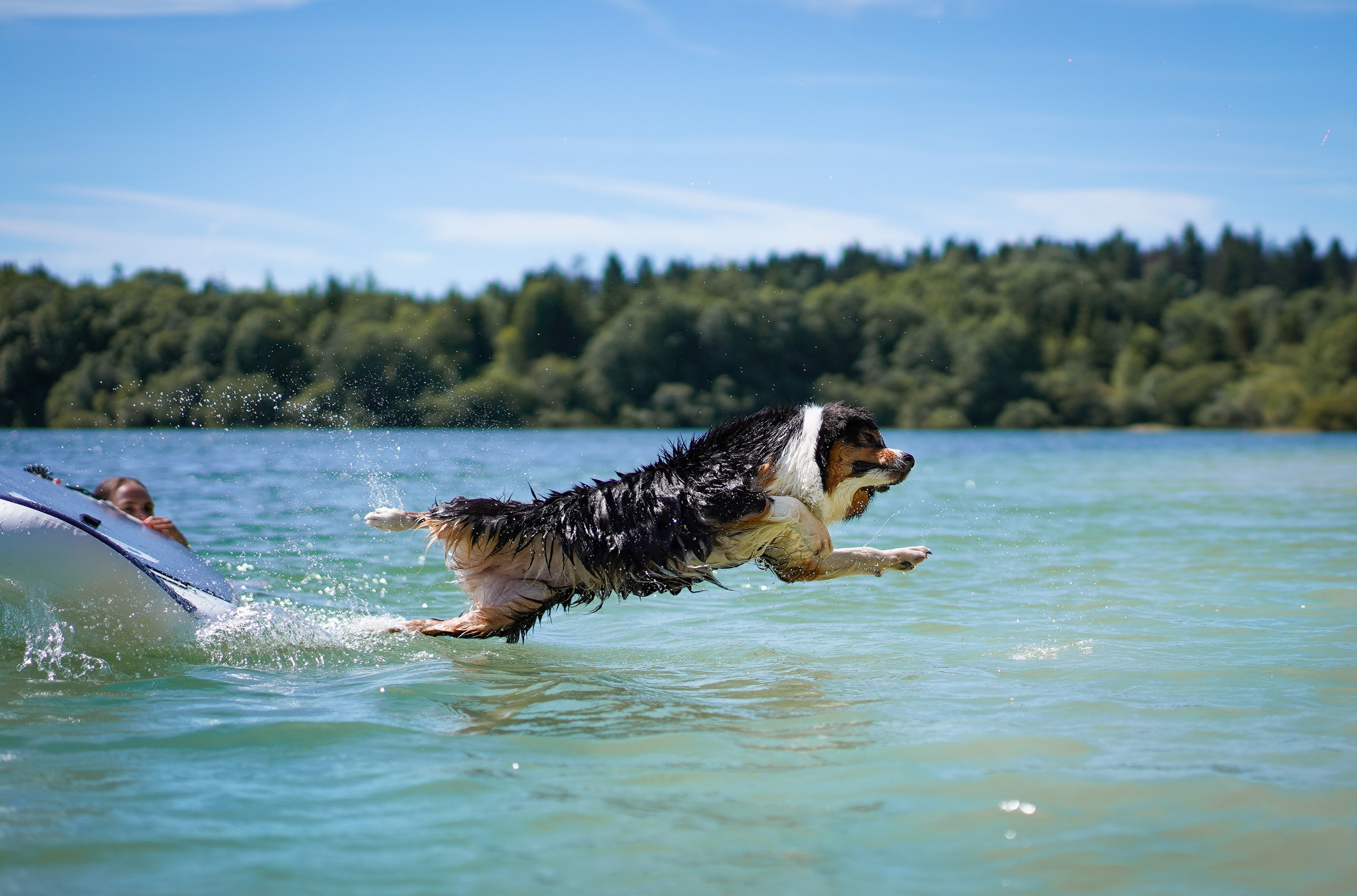 Аусси на карьерах. Фотограф-анималист в Санкт-Петербурге Яна Мартынова
