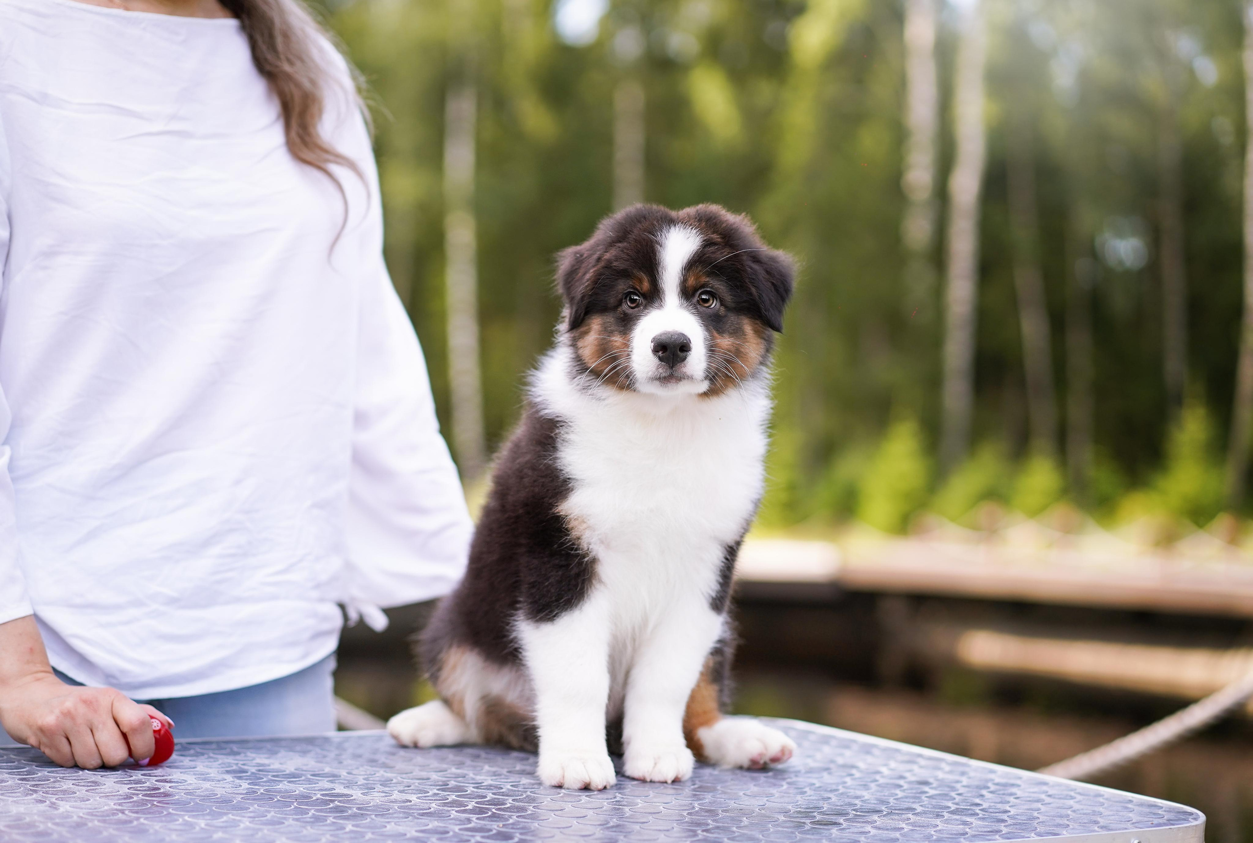 Щены аусси. Фотограф-анималист в Санкт-Петербурге Яна Мартынова