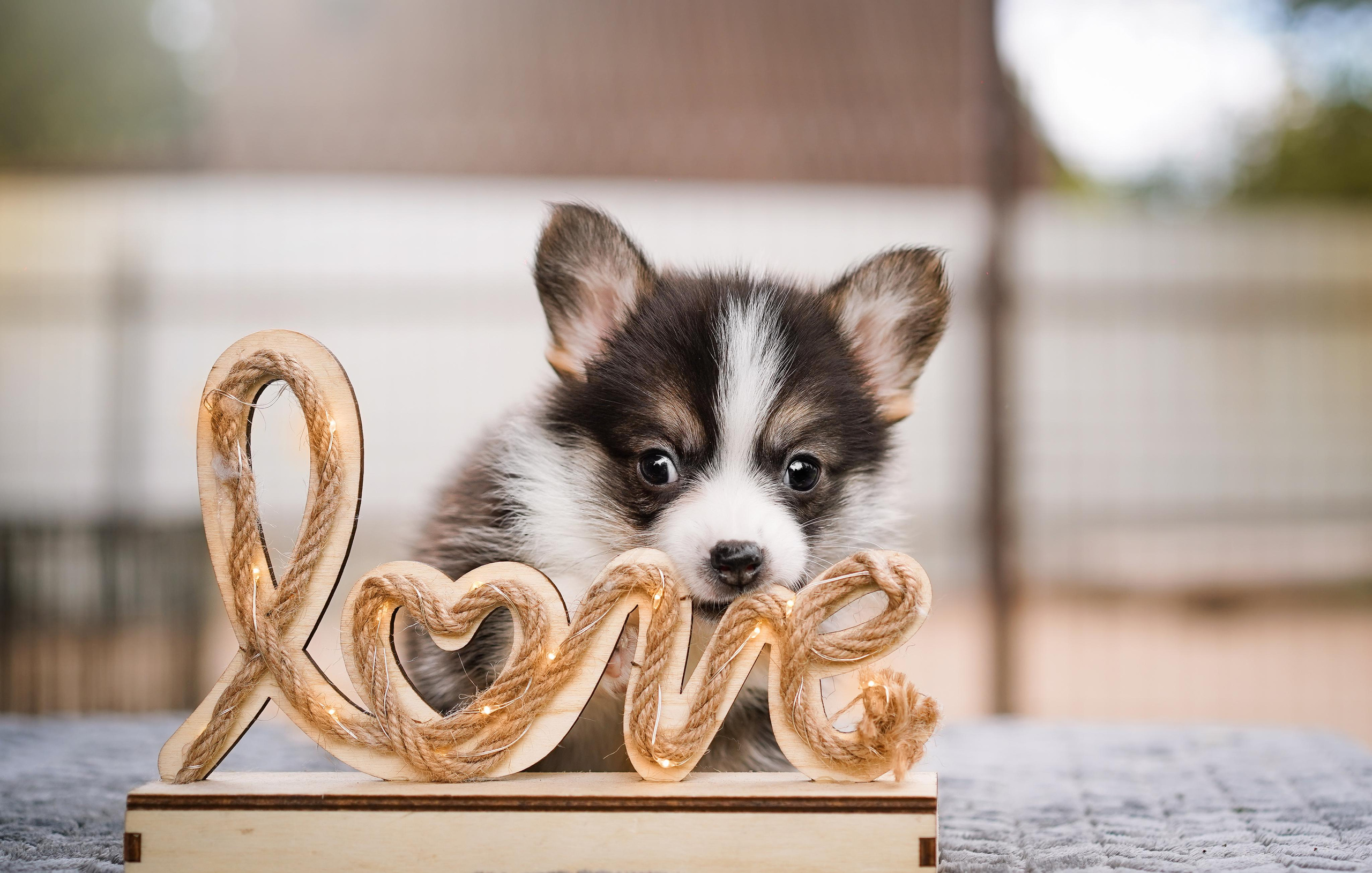 Щенки вельш-корги пемброк. Фотограф-анималист в Санкт-Петербурге Яна Мартынова