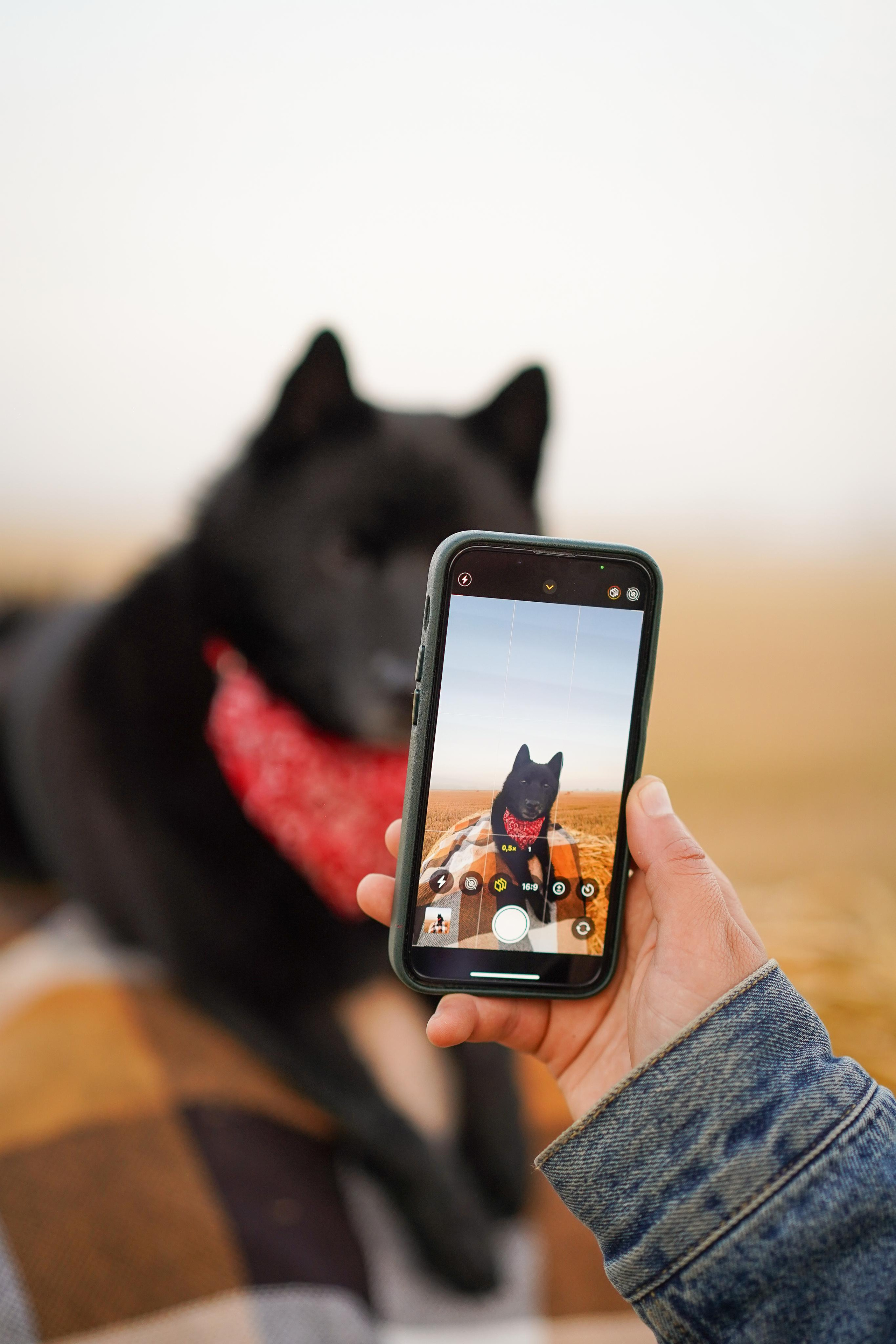 Аня и Арчи. Фотограф-анималист в Санкт-Петербурге Яна Мартынова