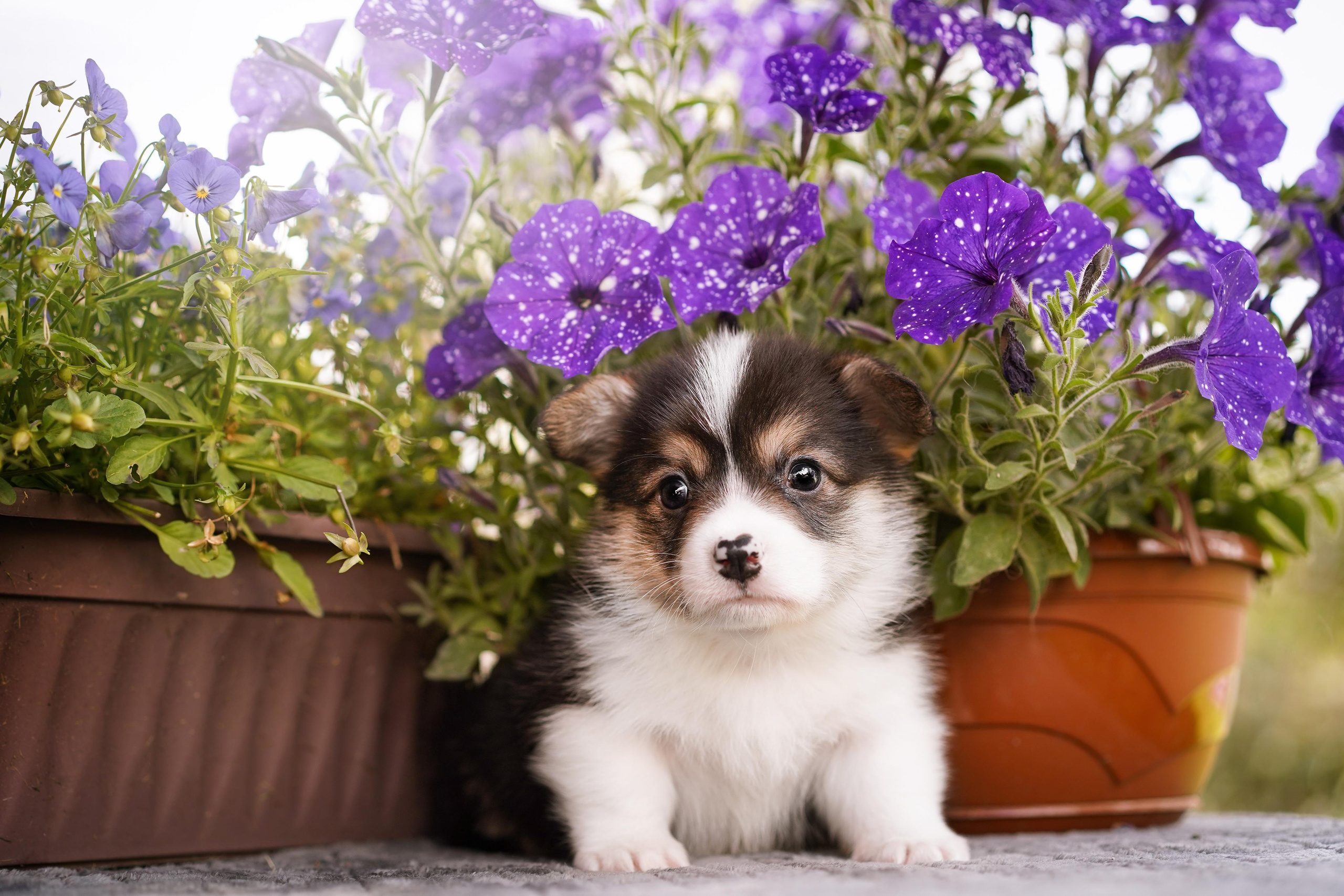 Щенки вельш-корги пемброк. Фотограф-анималист в Санкт-Петербурге Яна Мартынова