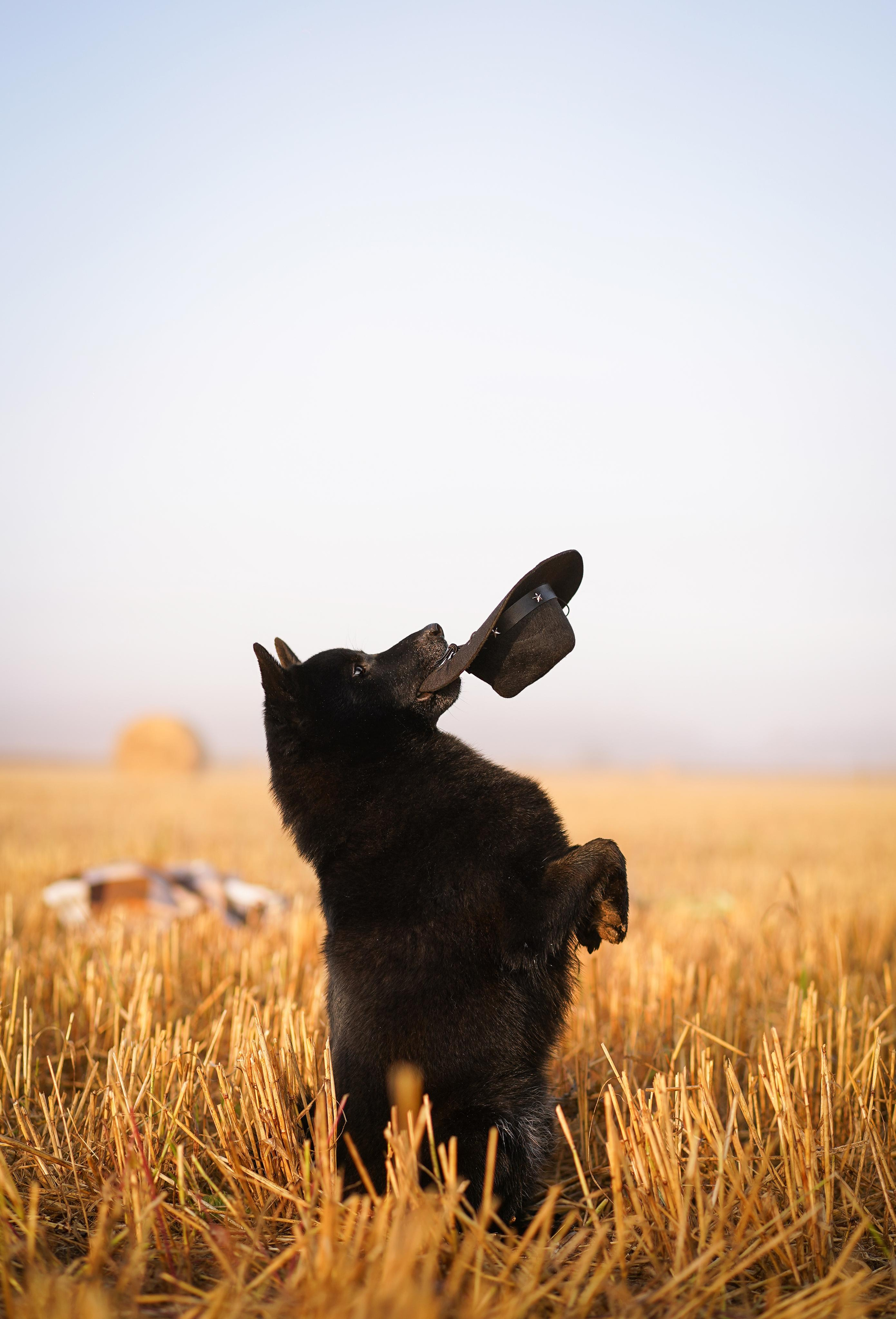 Аня и Арчи. Фотограф-анималист в Санкт-Петербурге Яна Мартынова