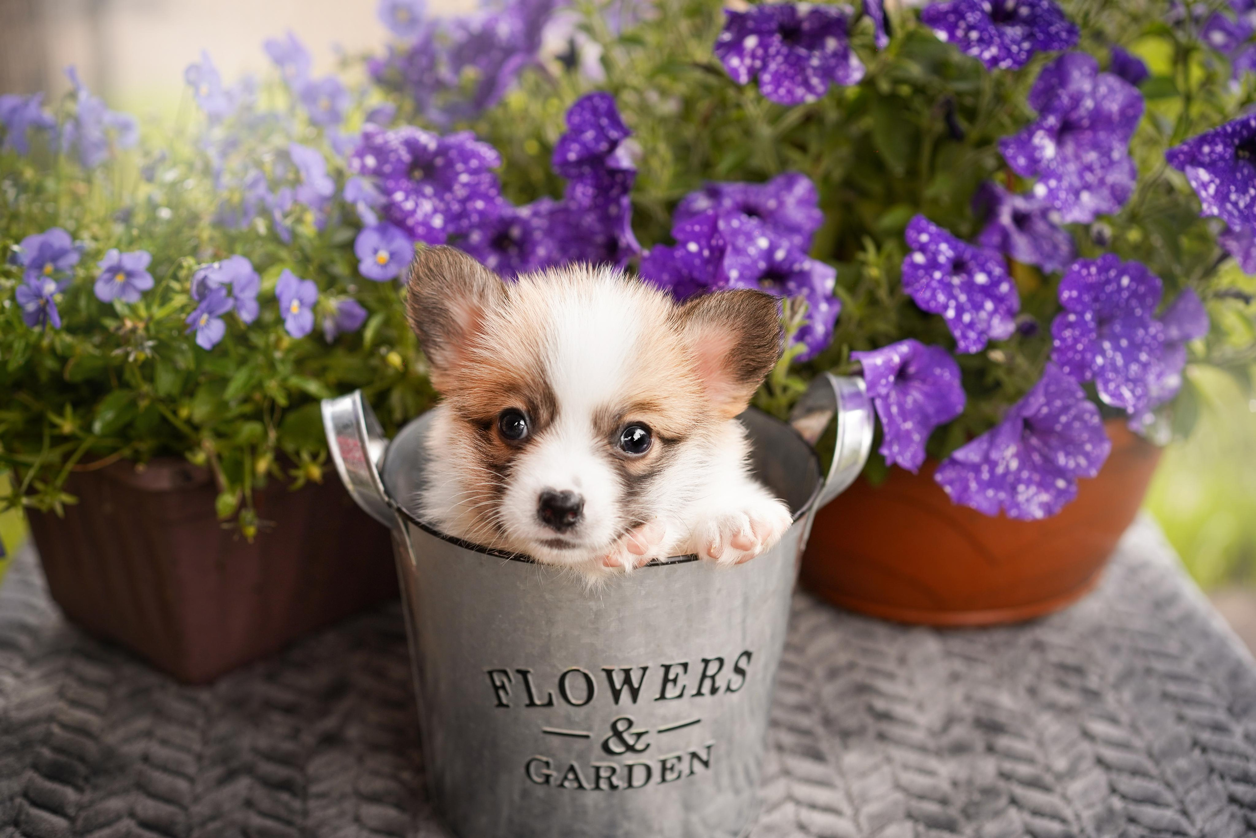 Щенки вельш-корги пемброк. Фотограф-анималист в Санкт-Петербурге Яна Мартынова