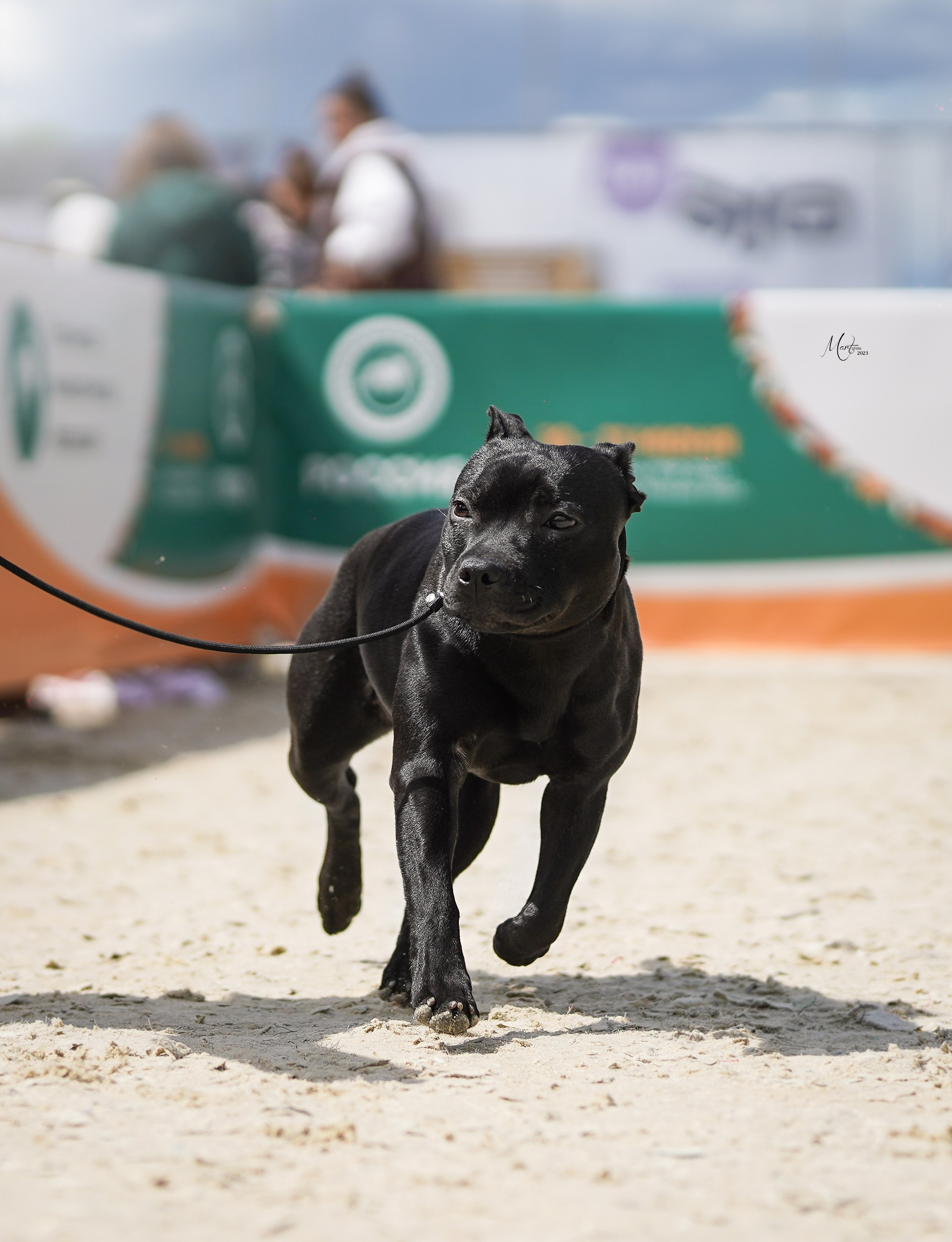 Выставки 2023. Фотограф-анималист в Санкт-Петербурге Яна Мартынова