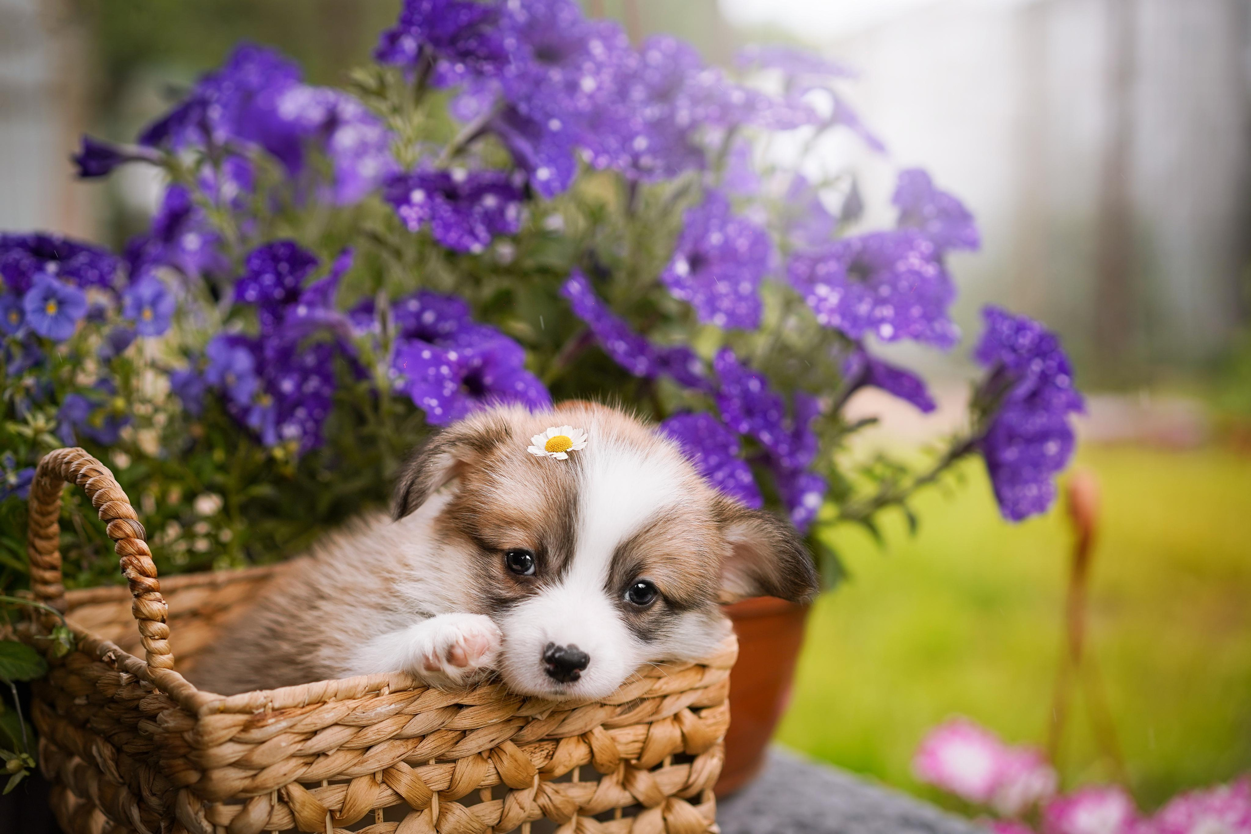 Щенки вельш-корги пемброк. Фотограф-анималист в Санкт-Петербурге Яна Мартынова
