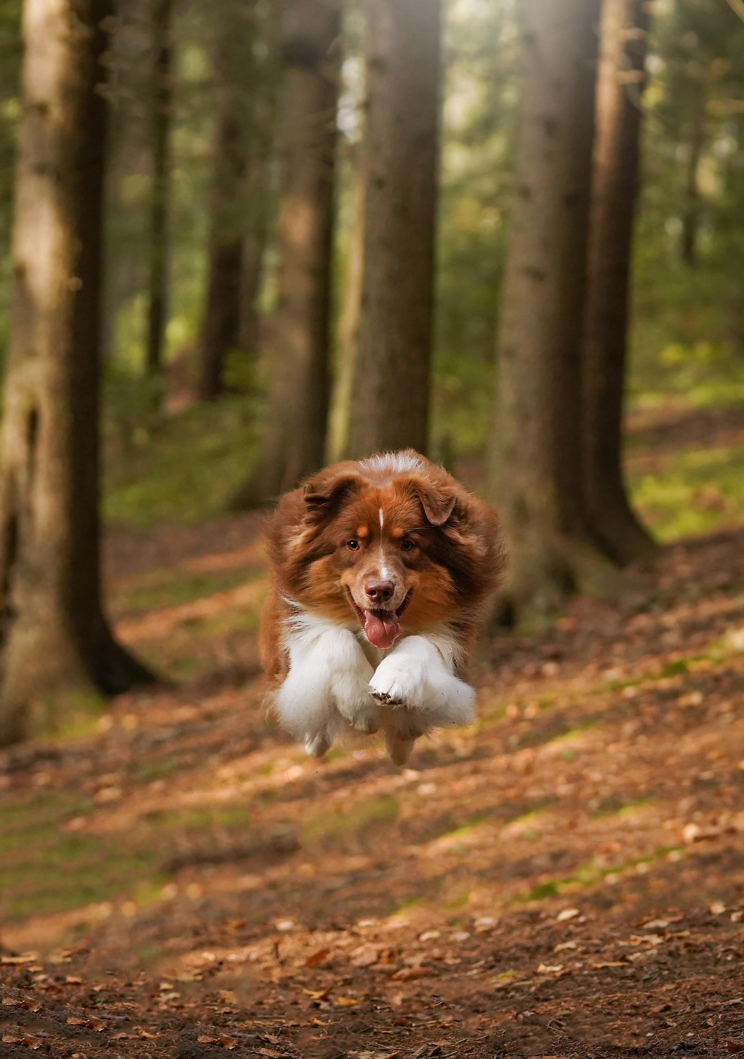 Кристина Рокки и Блэки. Фотограф-анималист в Санкт-Петербурге Яна Мартынова