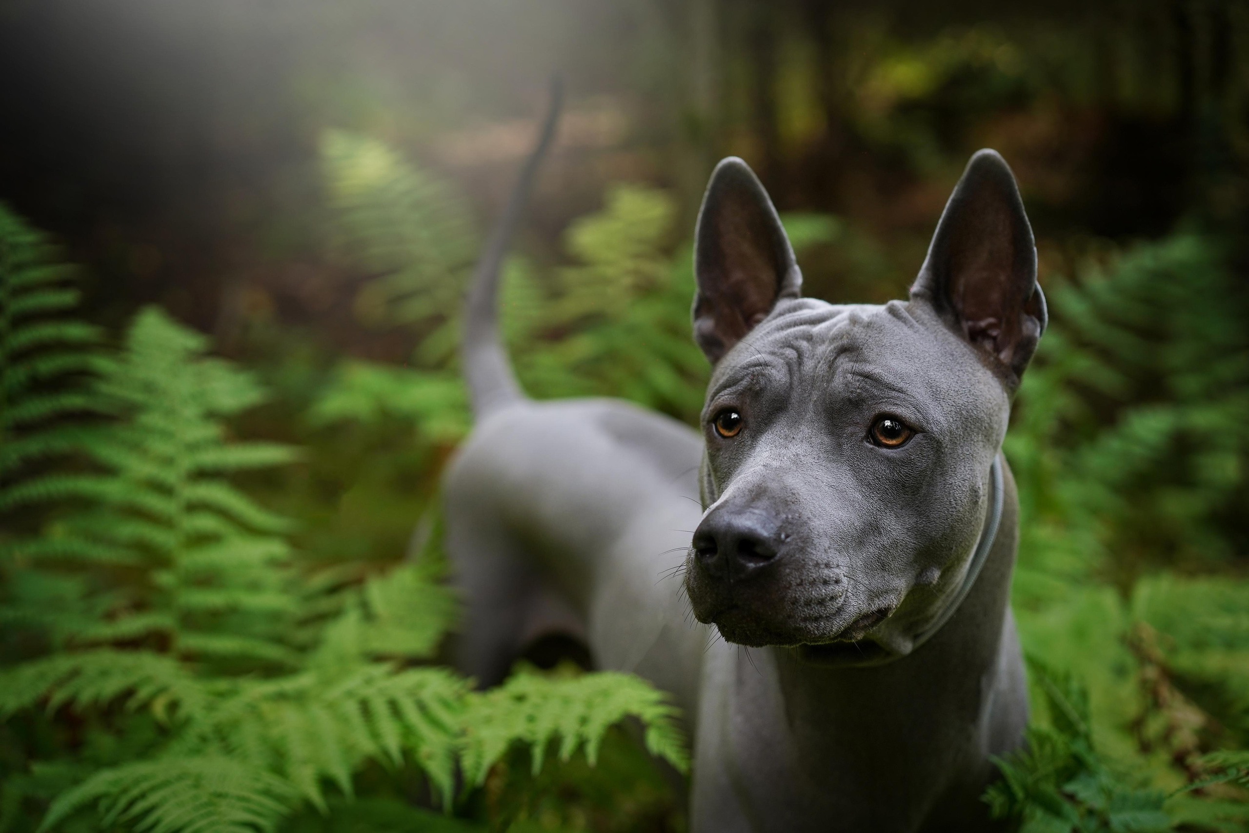 Юля Дима Грей и Тоффи. Фотограф-анималист в Санкт-Петербурге Яна Мартынова