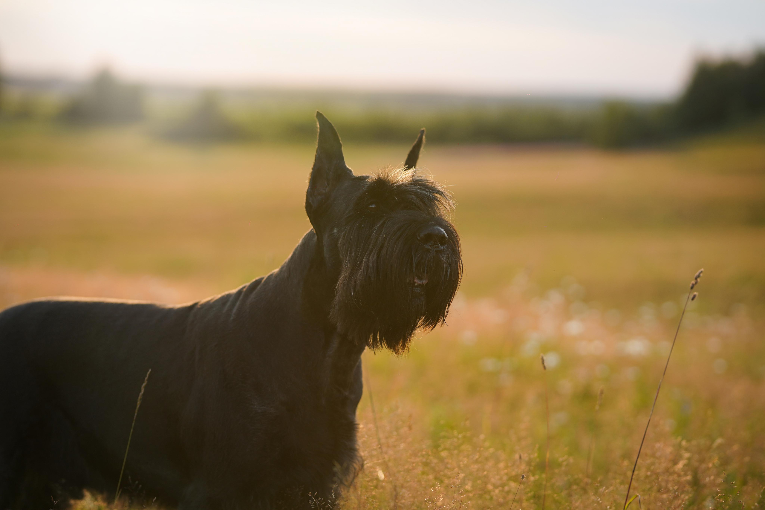 Оля Миша и песели. Фотограф-анималист в Санкт-Петербурге Яна Мартынова