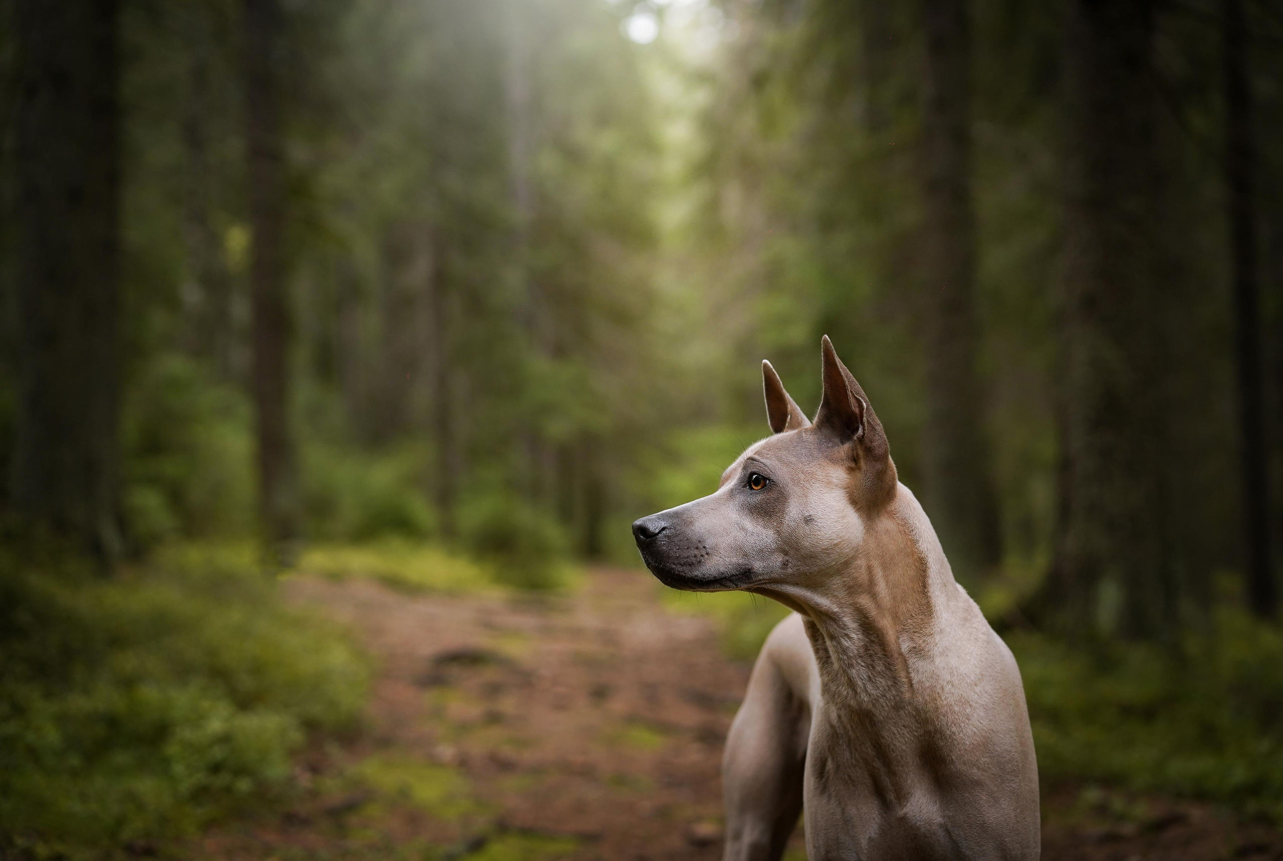 Юля Дима Грей и Тоффи. Фотограф-анималист в Санкт-Петербурге Яна Мартынова