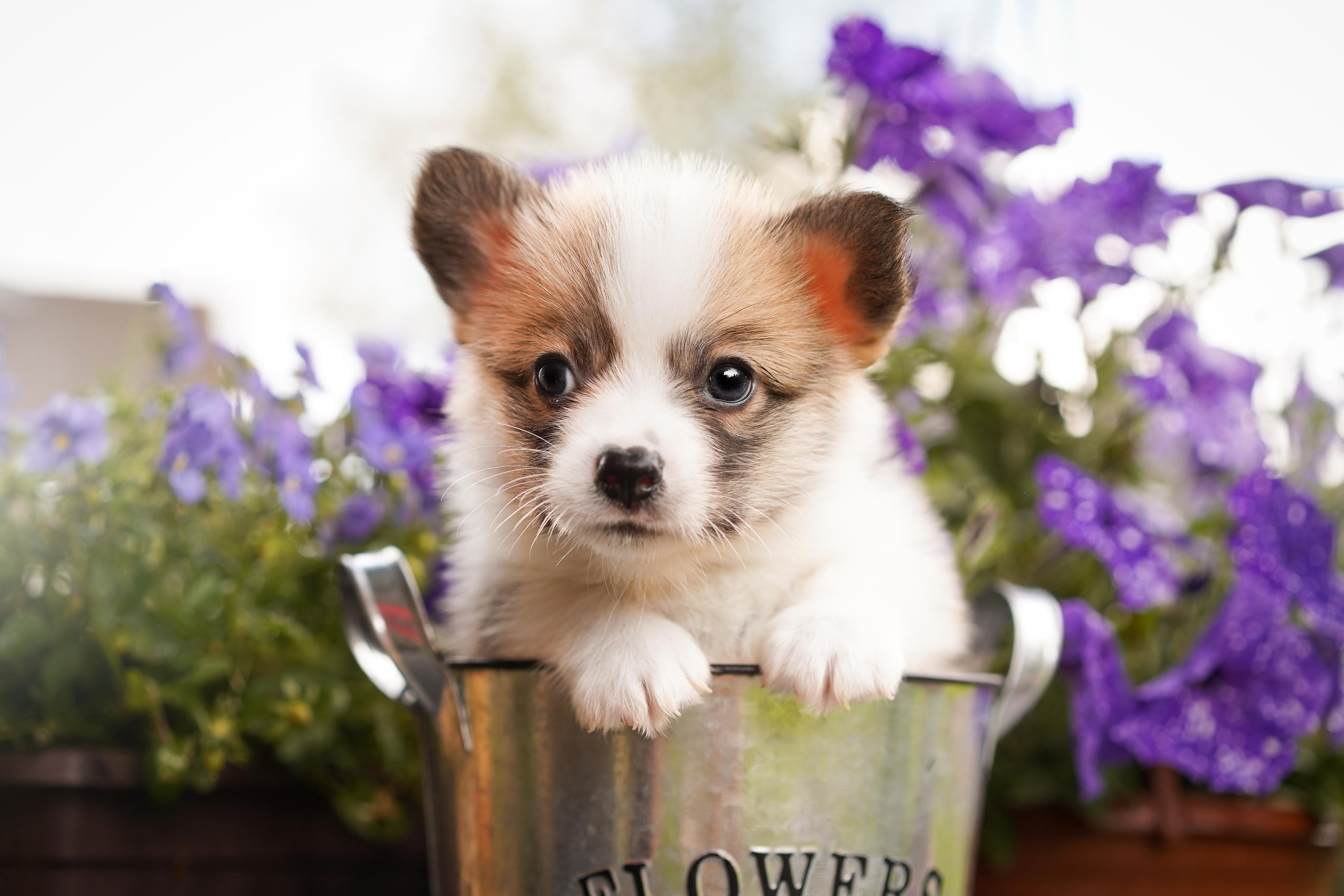 Щенки вельш-корги пемброк. Фотограф-анималист в Санкт-Петербурге Яна Мартынова