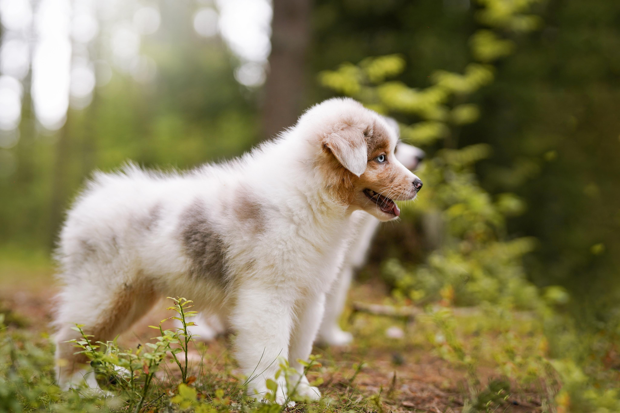 Щены аусси. Фотограф-анималист в Санкт-Петербурге Яна Мартынова