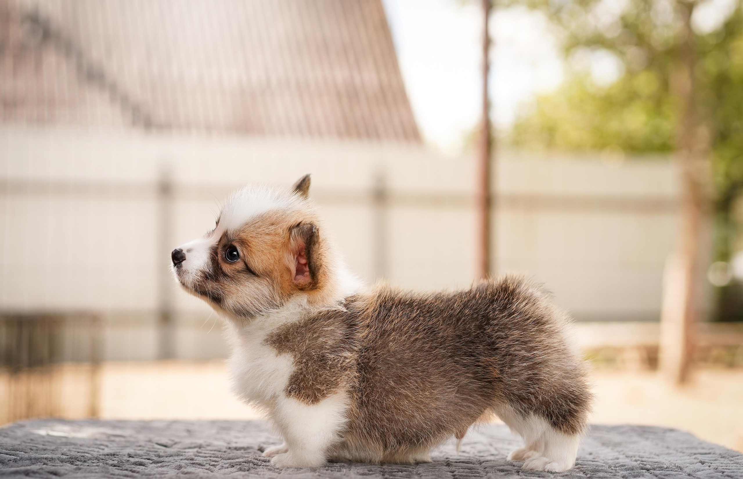 Щенки вельш-корги пемброк. Фотограф-анималист в Санкт-Петербурге Яна Мартынова