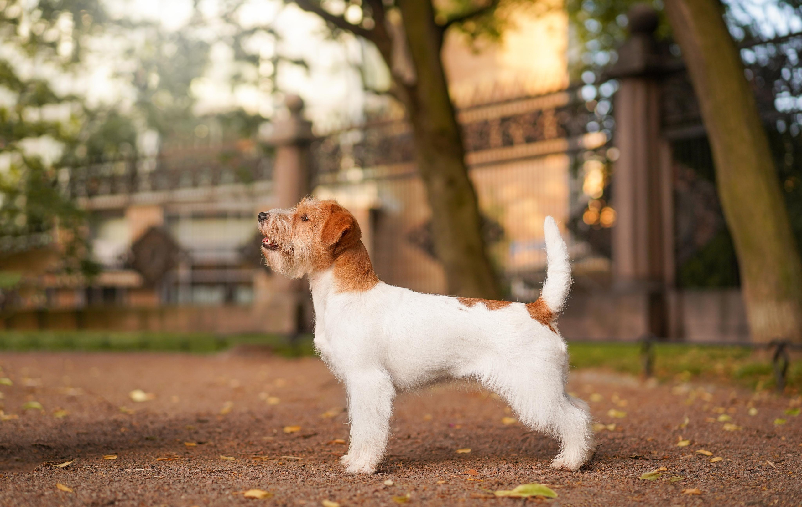 Андрей Ильгиза и Гая. Фотограф-анималист в Санкт-Петербурге Яна Мартынова