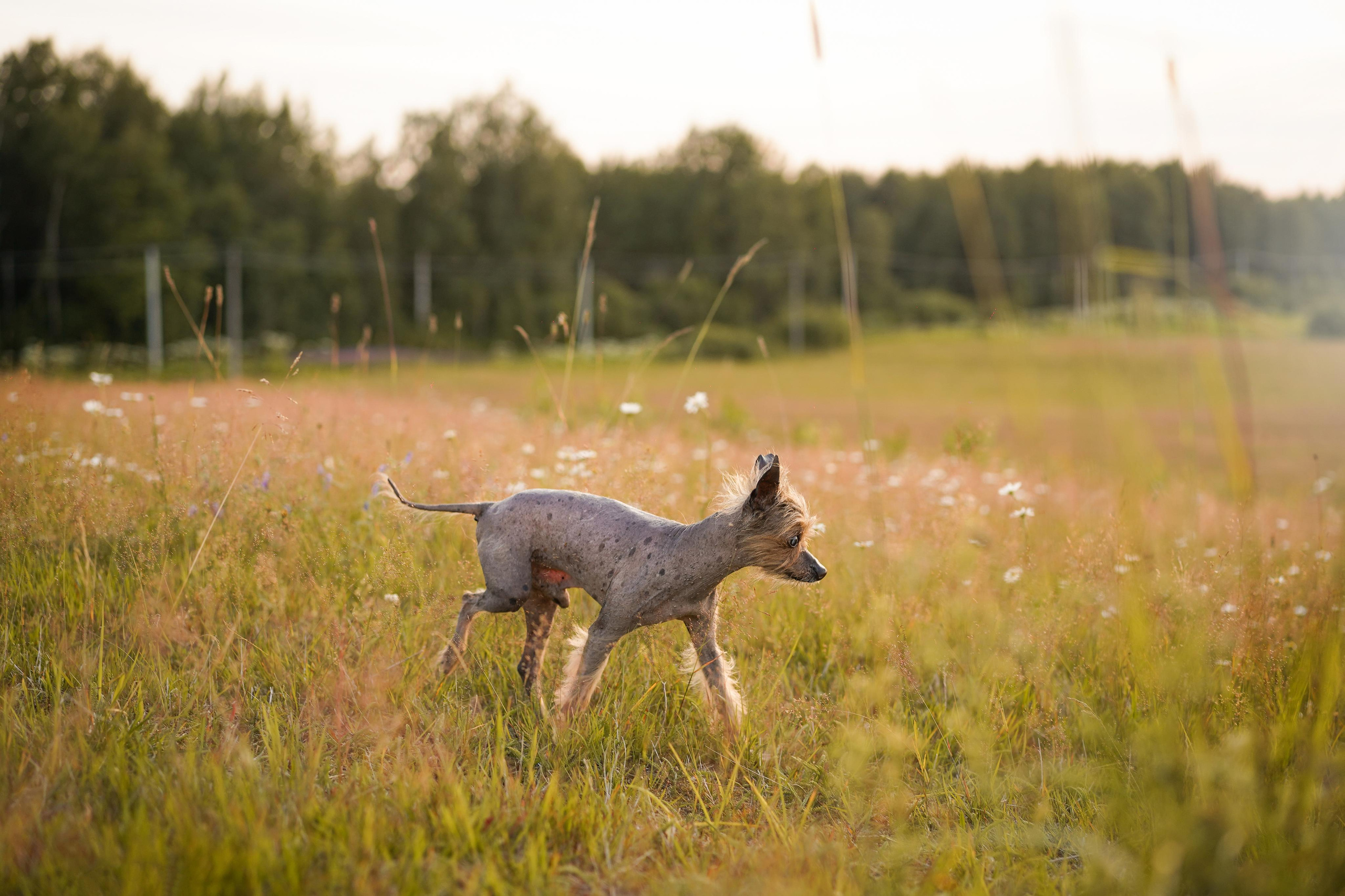 Оля Миша и песели. Фотограф-анималист в Санкт-Петербурге Яна Мартынова