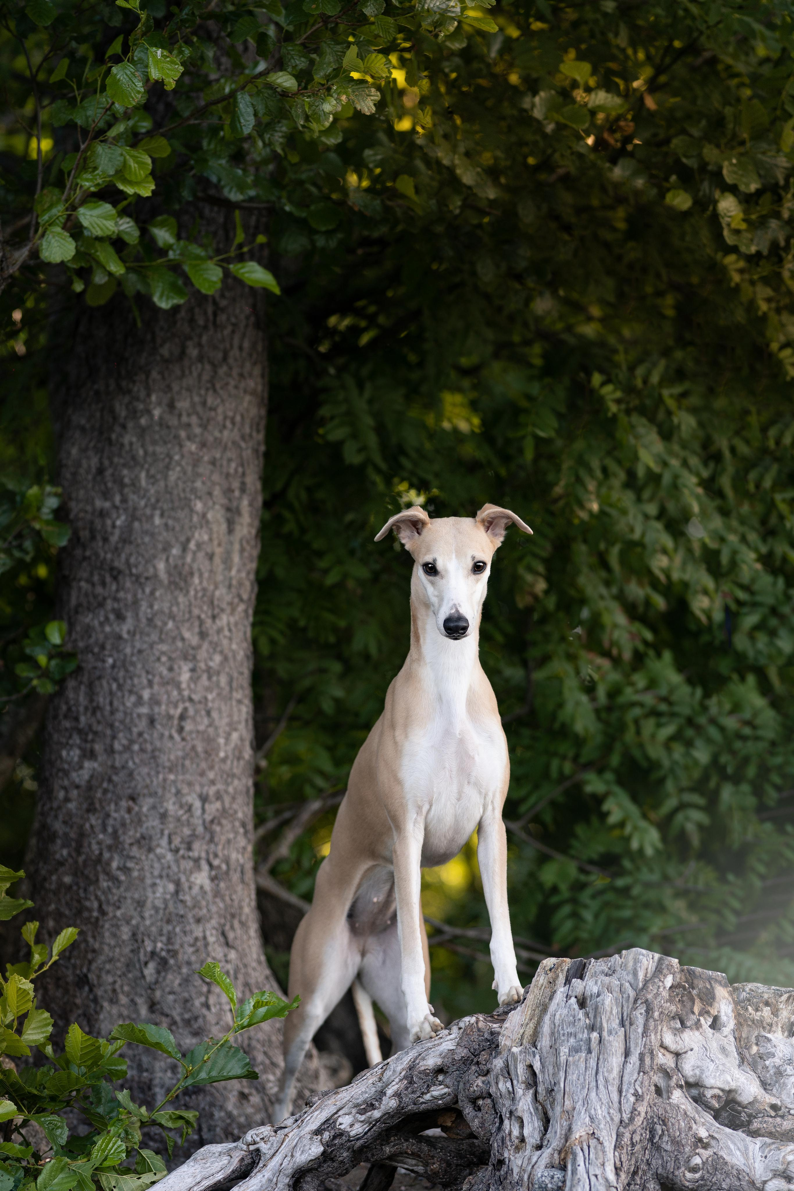 Экстерьерная съемка 2023. Фотограф-анималист в Санкт-Петербурге Яна Мартынова