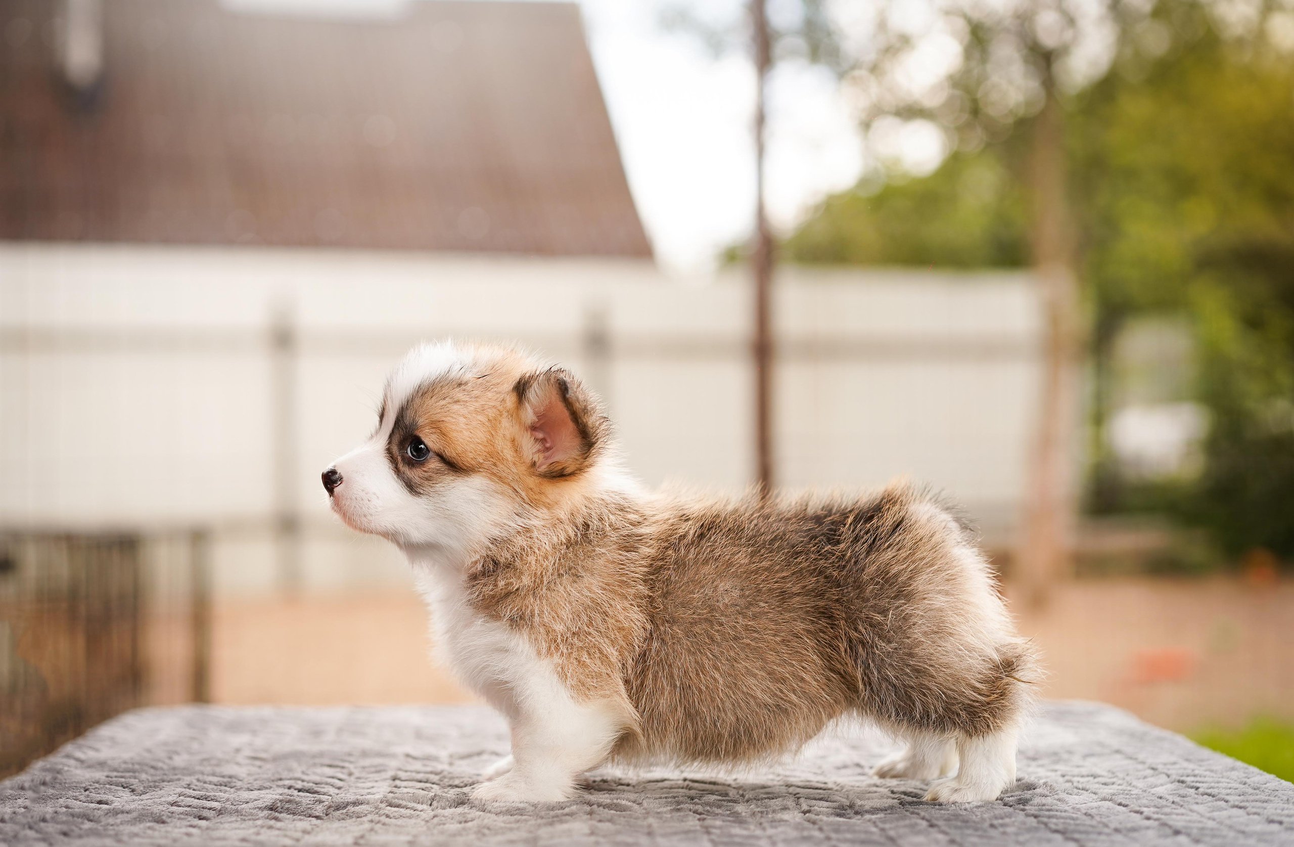 Щенки вельш-корги пемброк. Фотограф-анималист в Санкт-Петербурге Яна Мартынова