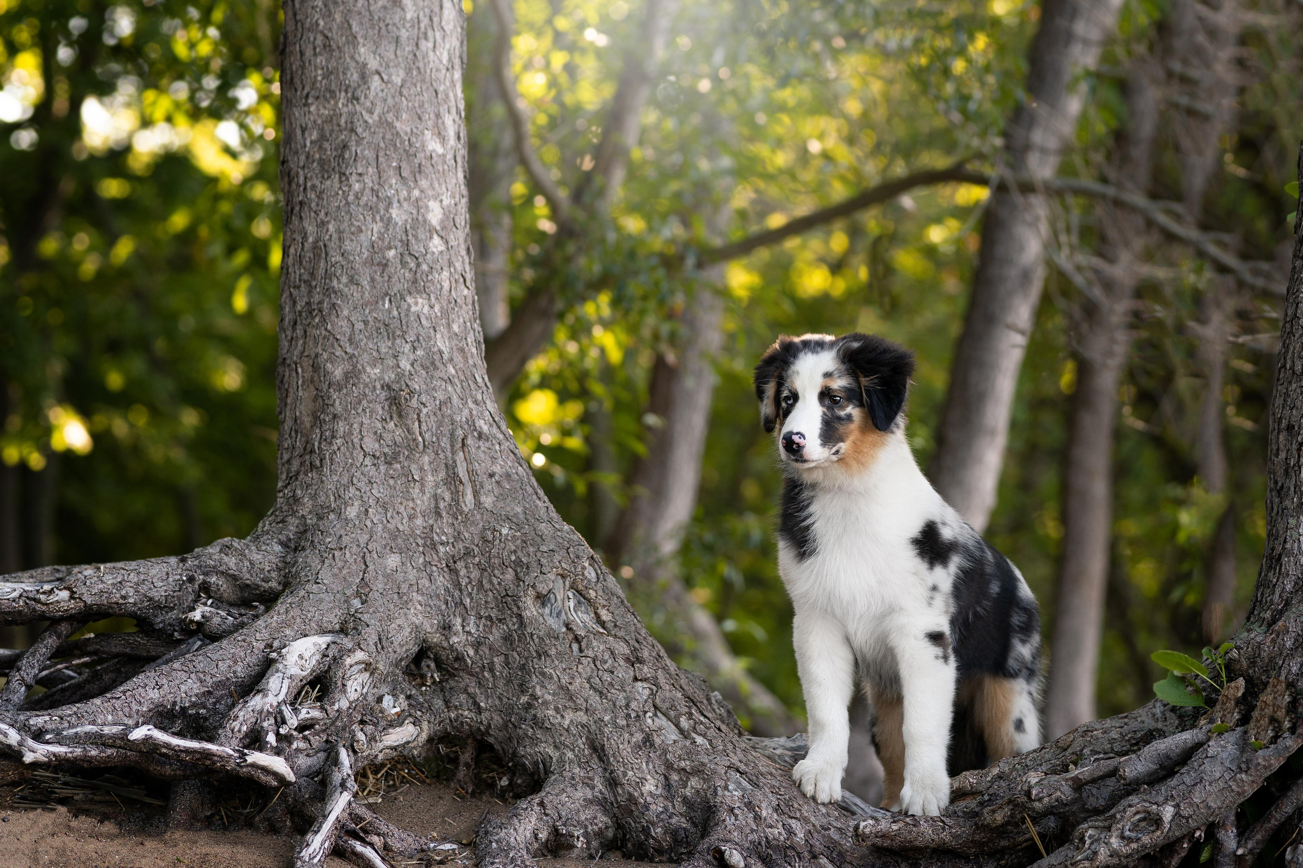 Экстерьерная съемка 2023. Фотограф-анималист в Санкт-Петербурге Яна Мартынова