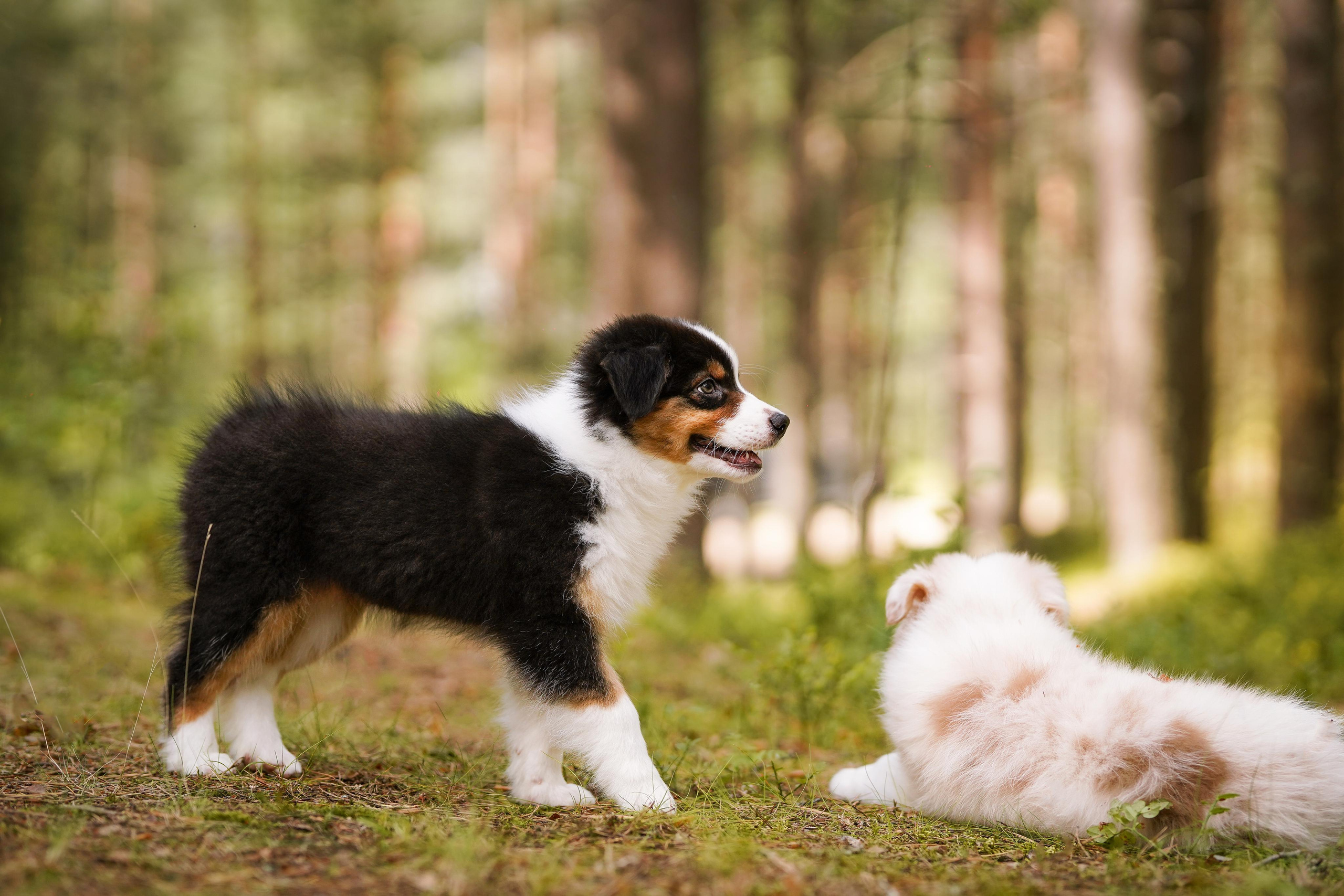 Щены аусси. Фотограф-анималист в Санкт-Петербурге Яна Мартынова
