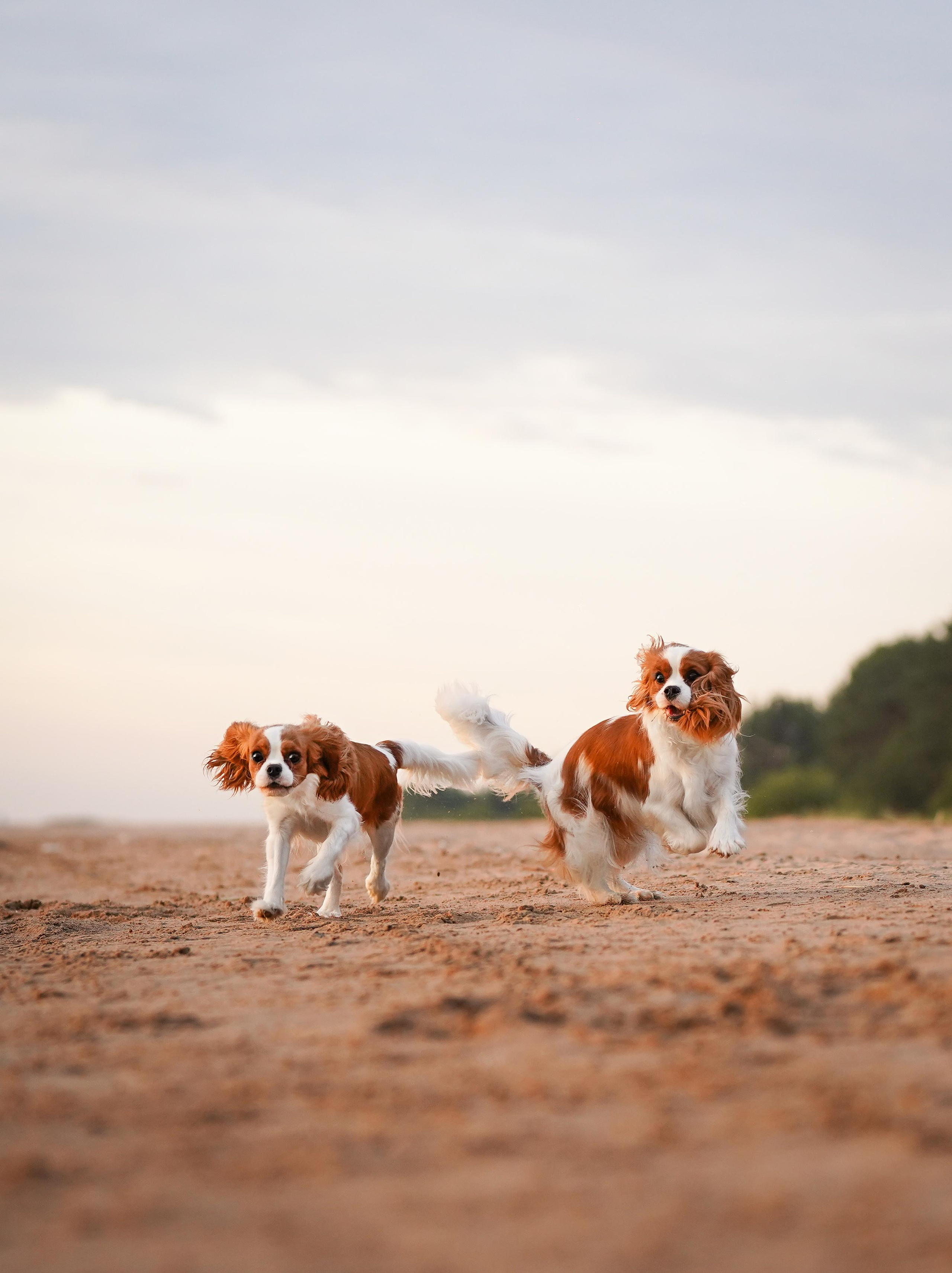 Катя, Злата и Луна. Фотограф-анималист в Санкт-Петербурге Яна Мартынова