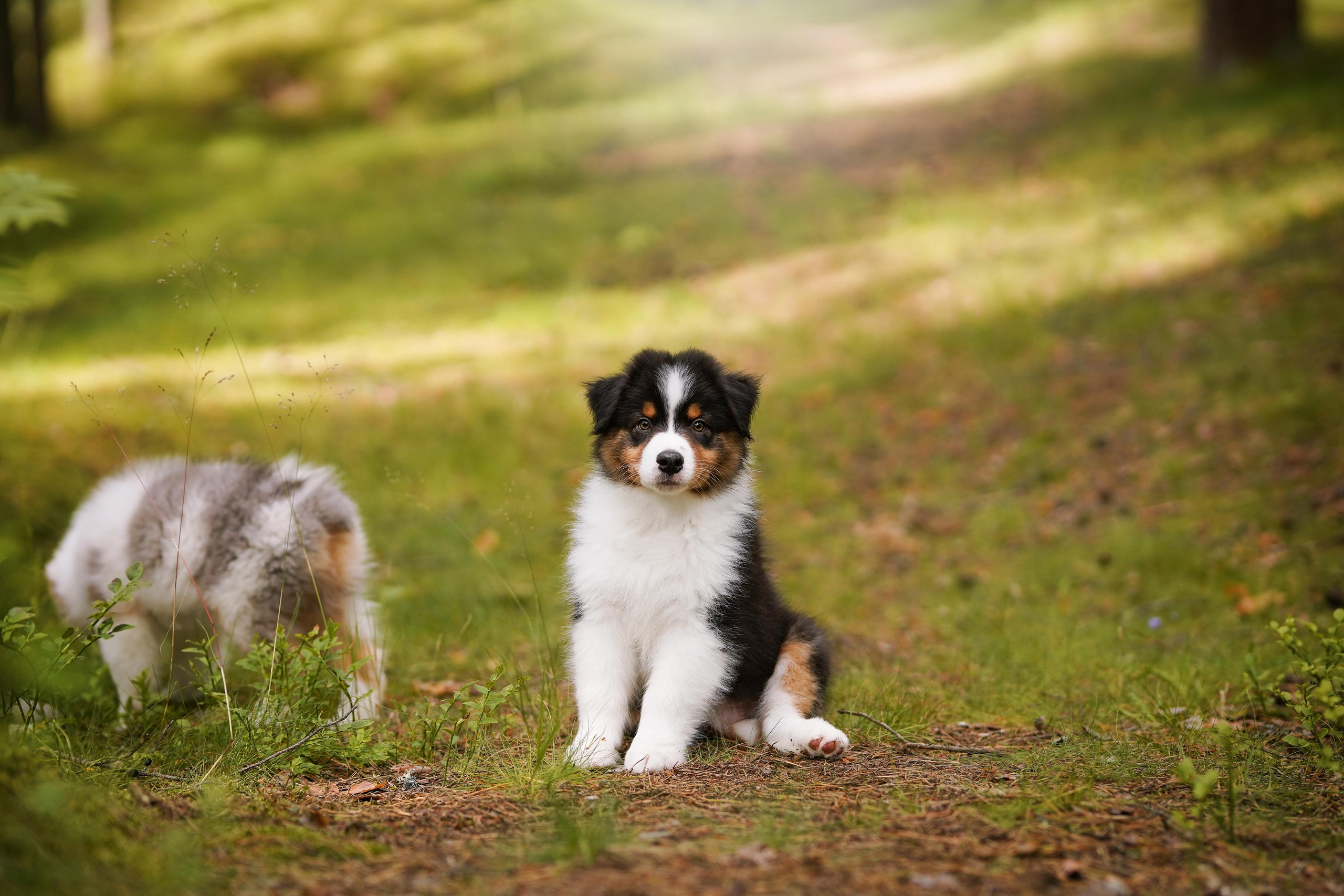 Щены аусси. Фотограф-анималист в Санкт-Петербурге Яна Мартынова