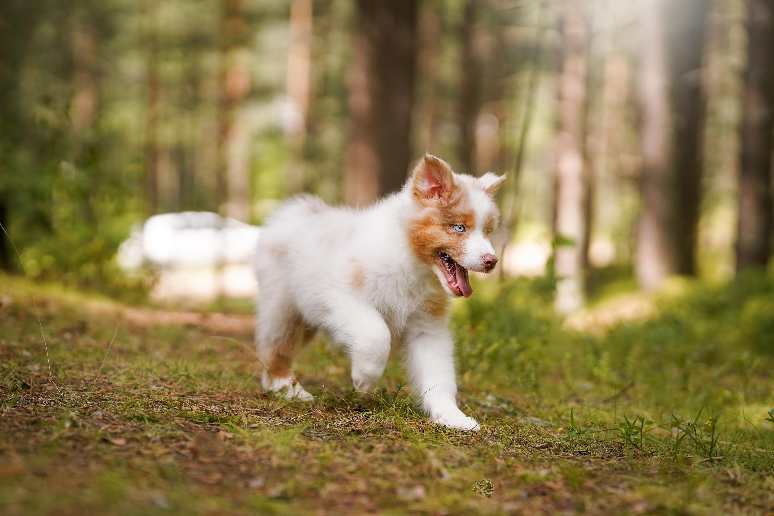 Щены аусси. Фотограф-анималист в Санкт-Петербурге Яна Мартынова