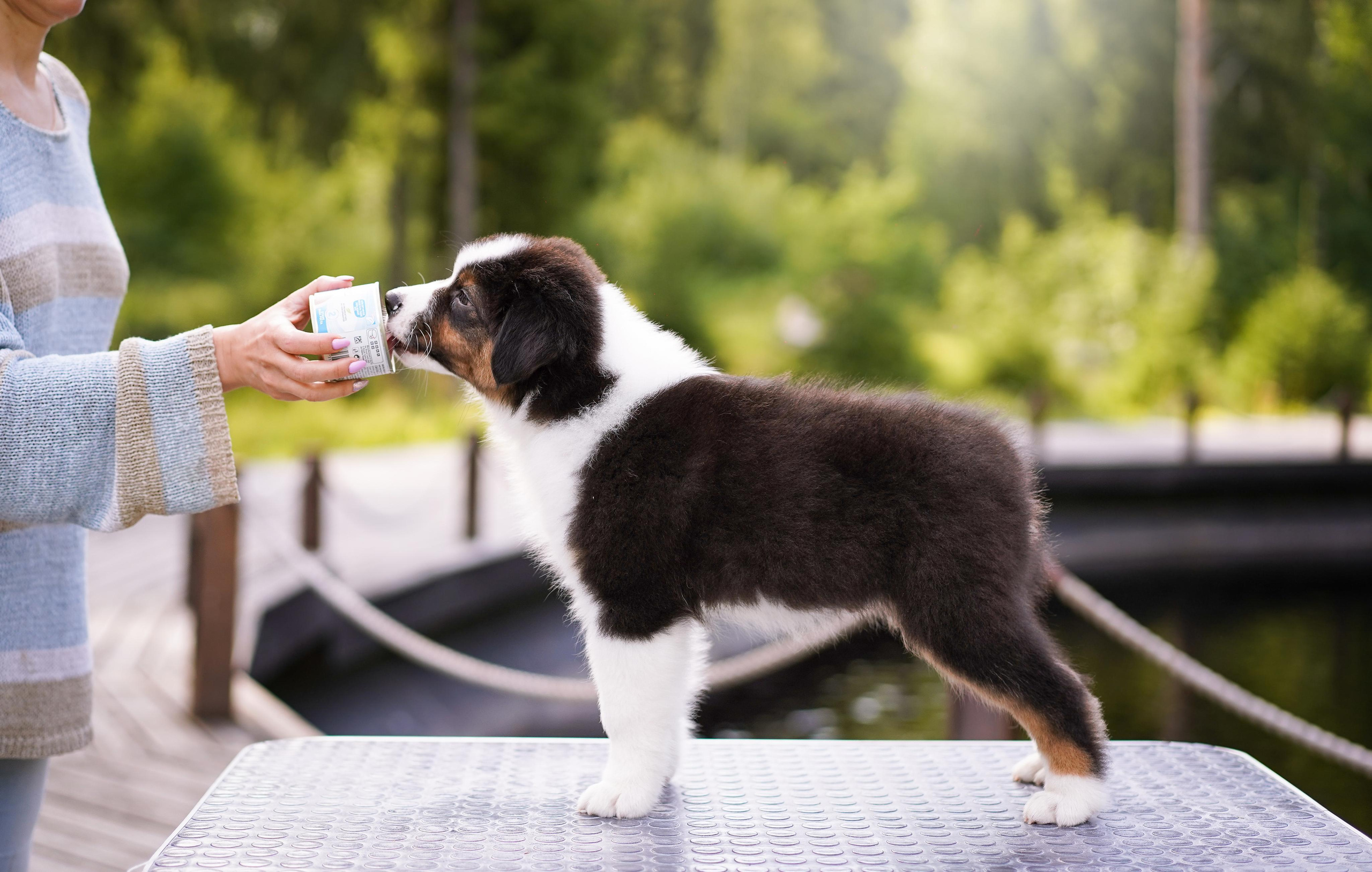Щены аусси. Фотограф-анималист в Санкт-Петербурге Яна Мартынова