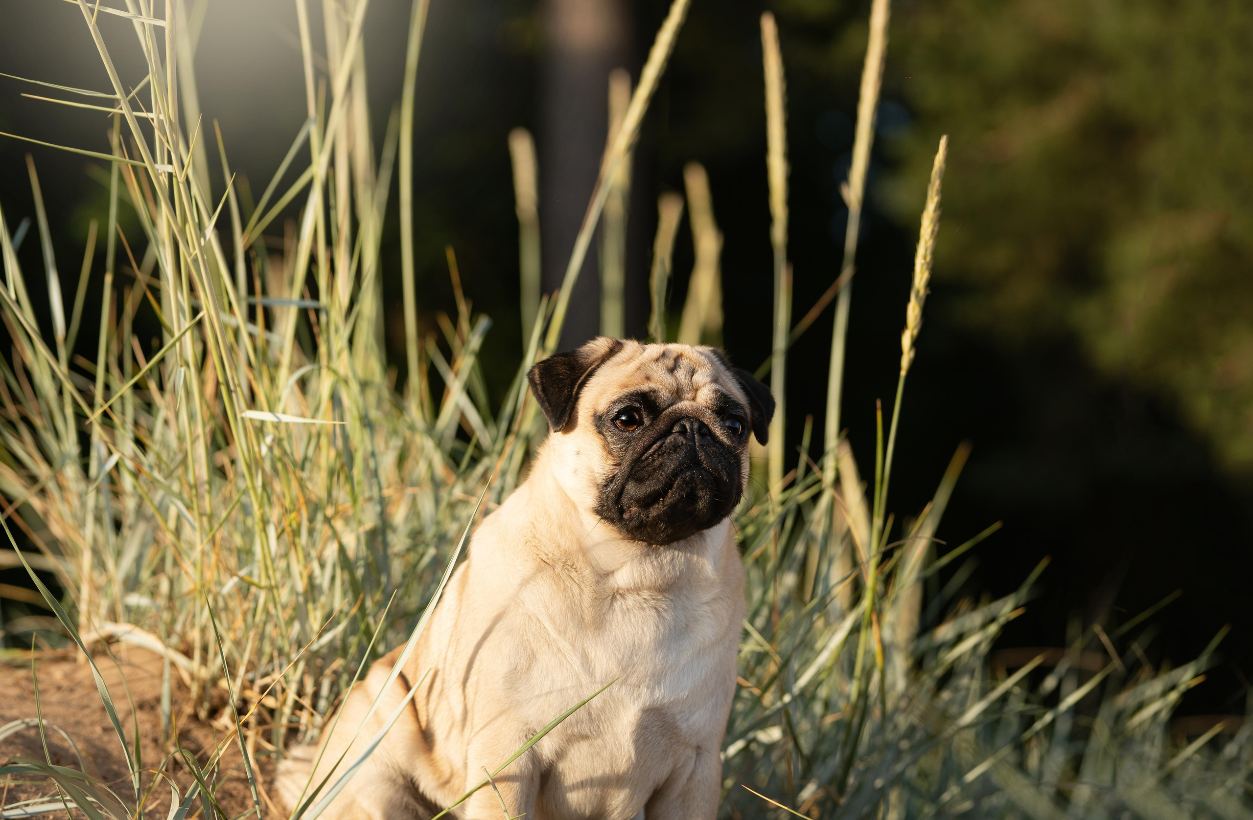 Экстерьерная съемка 2023. Фотограф-анималист в Санкт-Петербурге Яна Мартынова