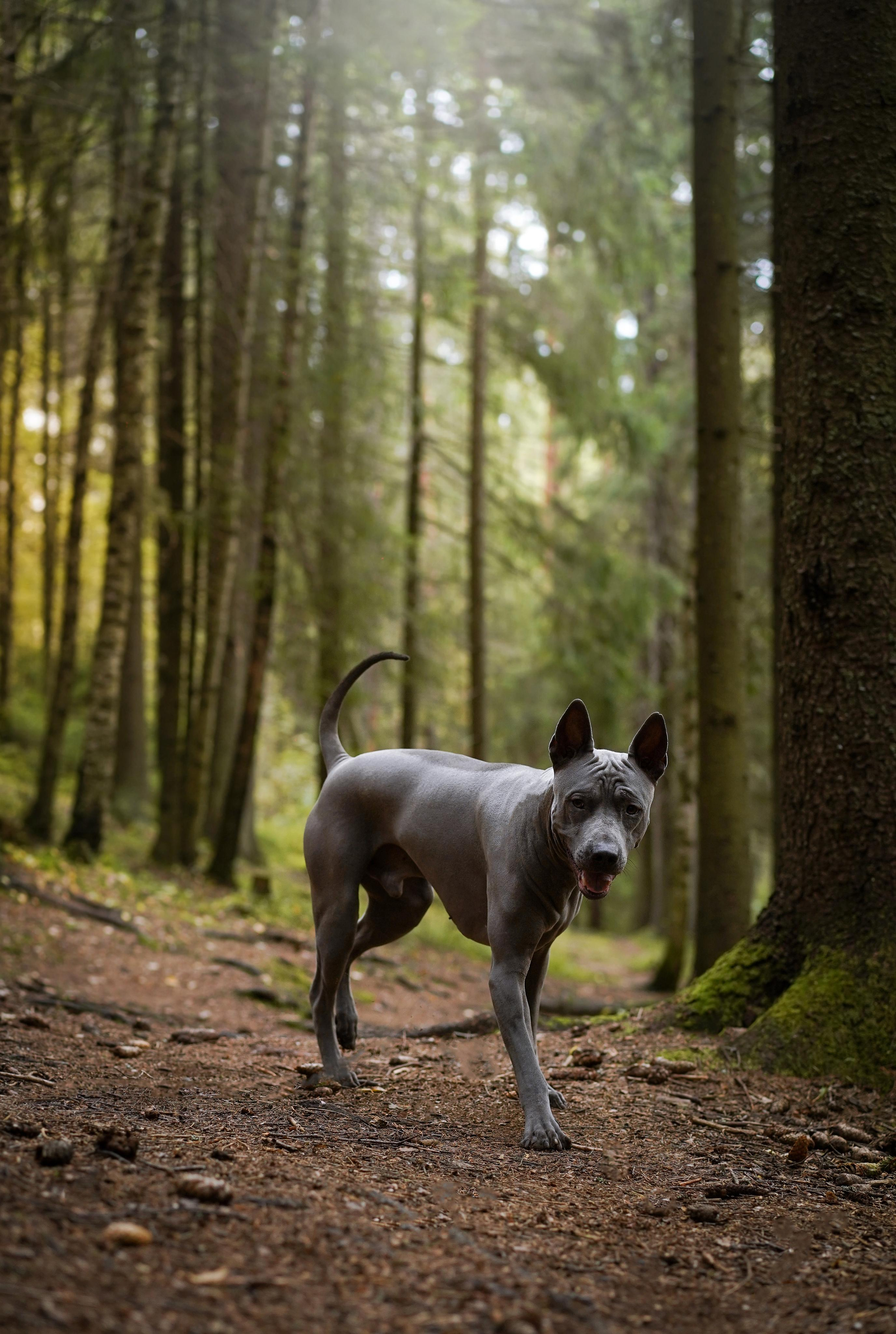 Юля Дима Грей и Тоффи. Фотограф-анималист в Санкт-Петербурге Яна Мартынова