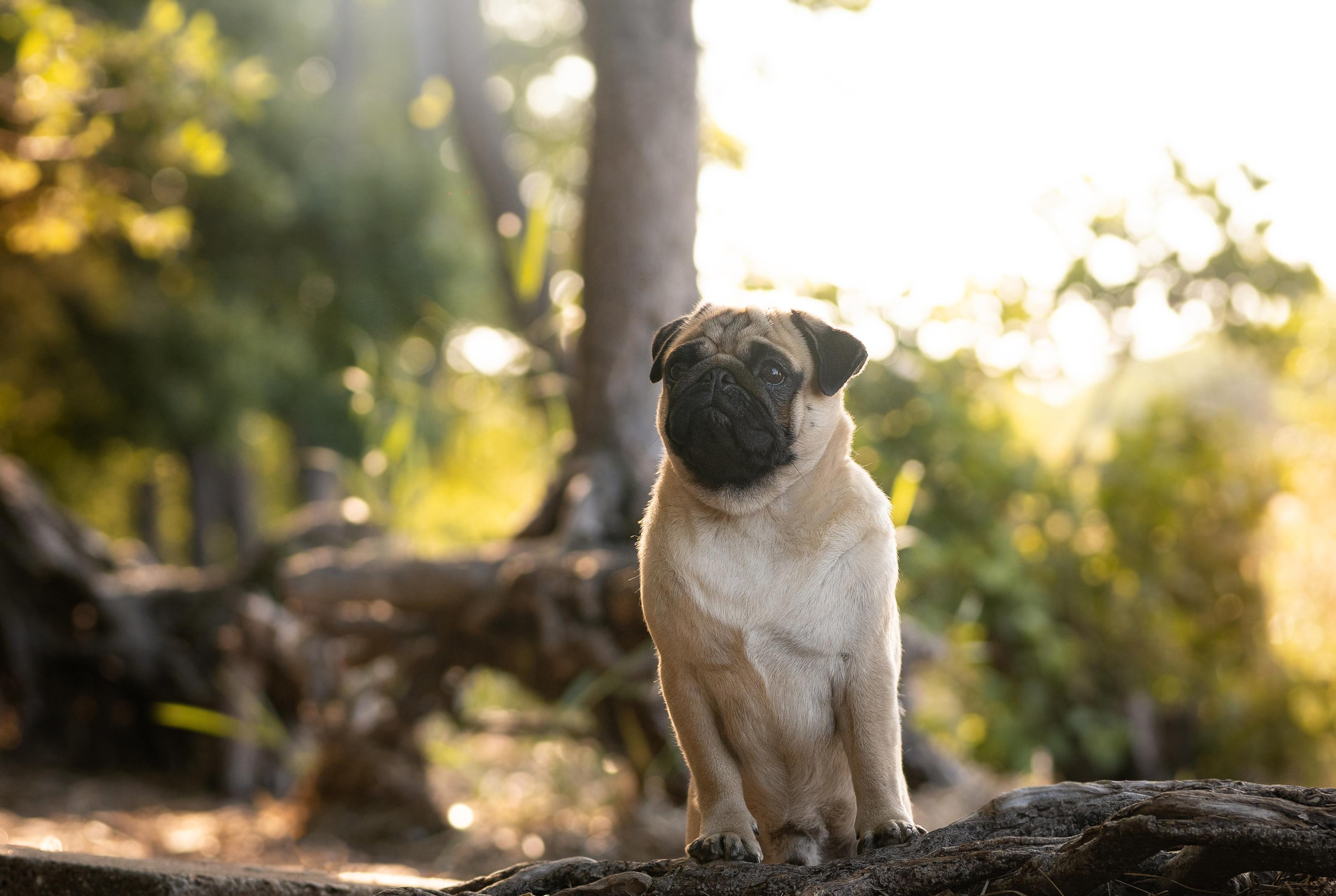 Экстерьерная съемка 2023. Фотограф-анималист в Санкт-Петербурге Яна Мартынова