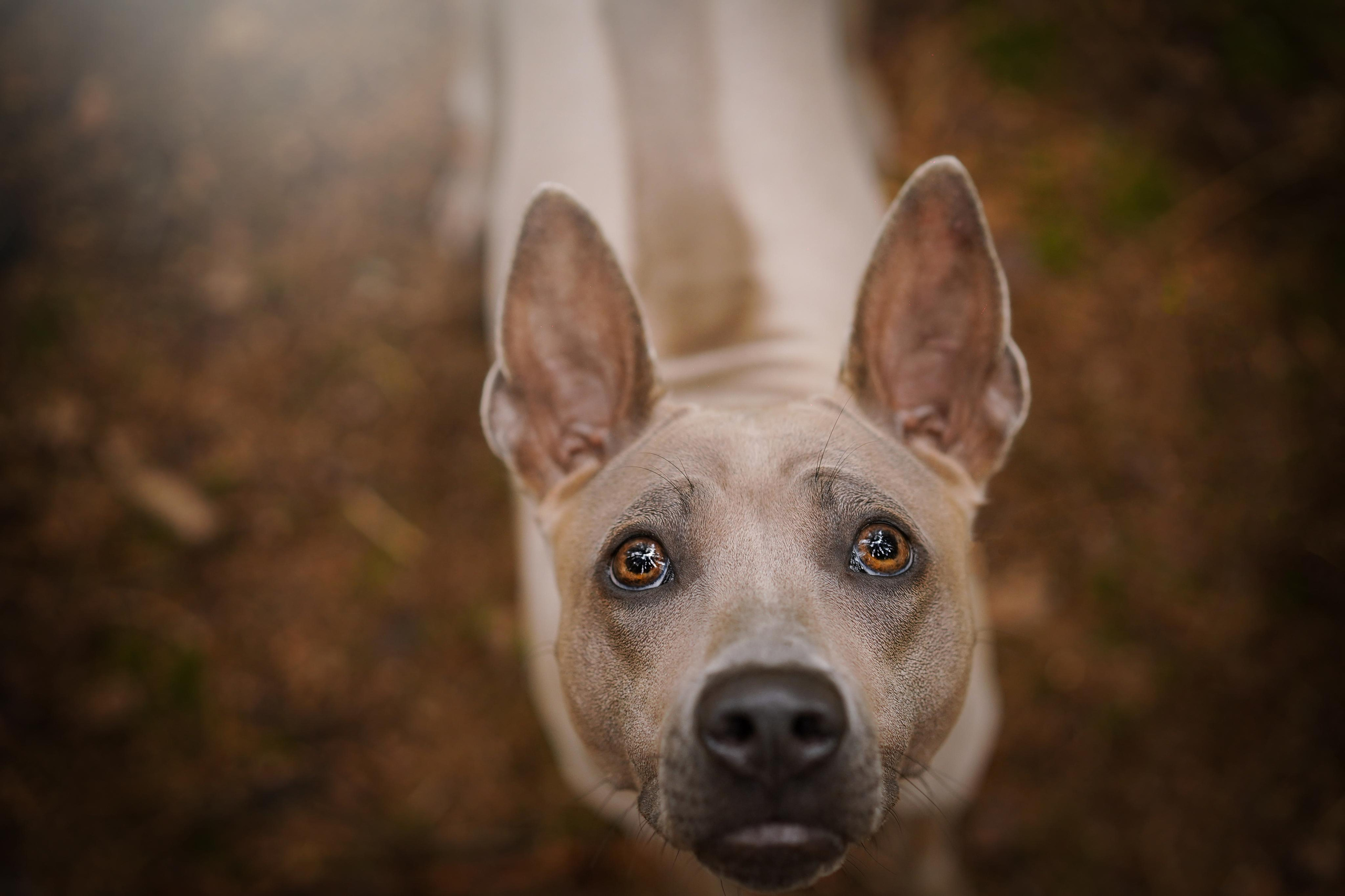 Юля Дима Грей и Тоффи. Фотограф-анималист в Санкт-Петербурге Яна Мартынова
