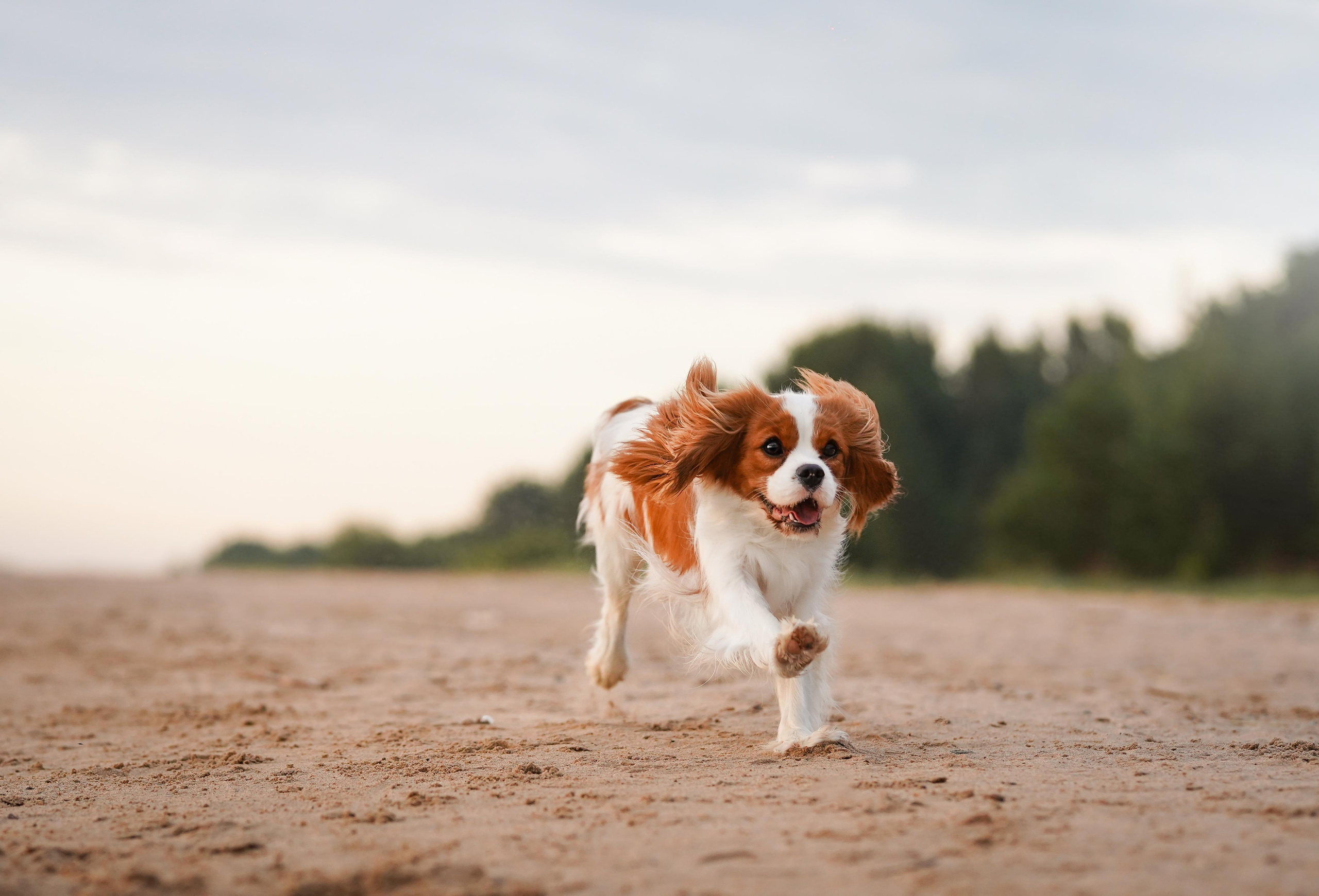 Катя, Злата и Луна. Фотограф-анималист в Санкт-Петербурге Яна Мартынова