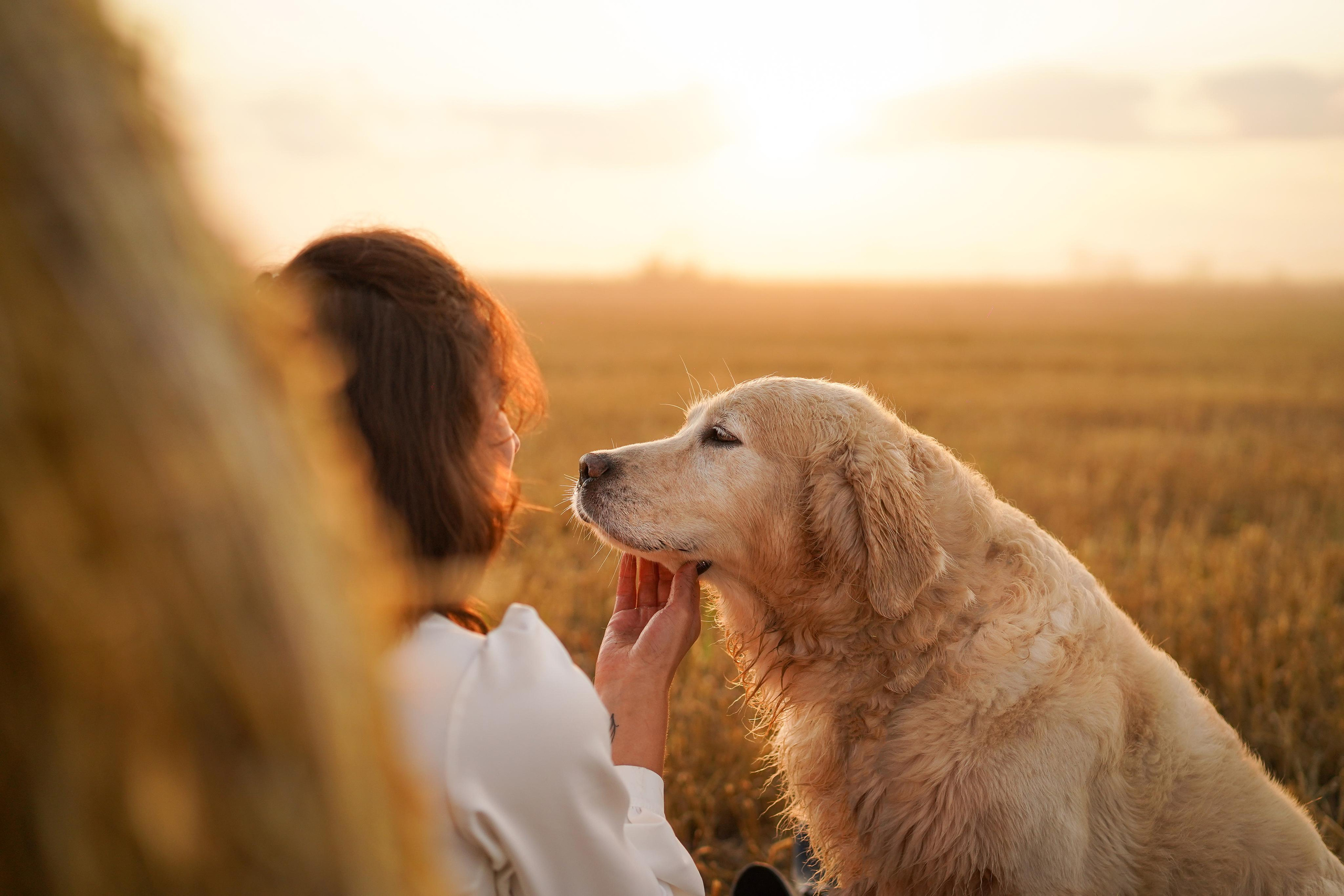 Настя и Арчи в полях. Фотограф-анималист в Санкт-Петербурге Яна Мартынова