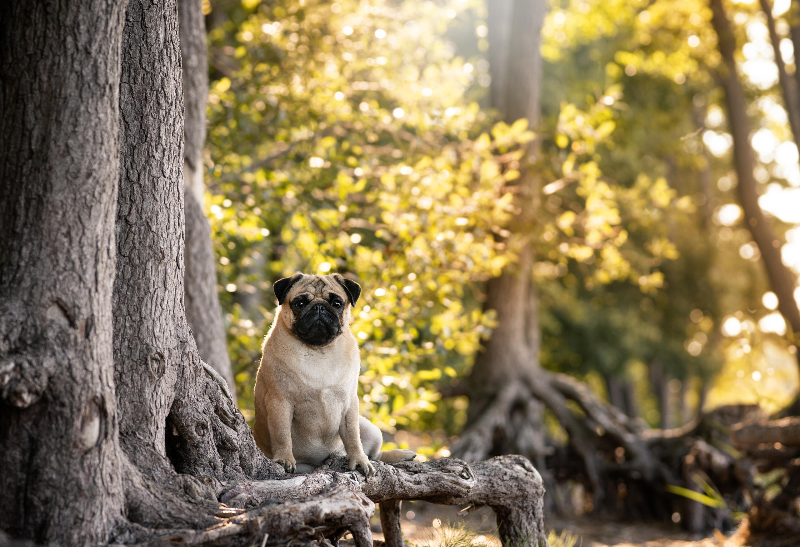 Экстерьерная съемка 2023. Фотограф-анималист в Санкт-Петербурге Яна Мартынова