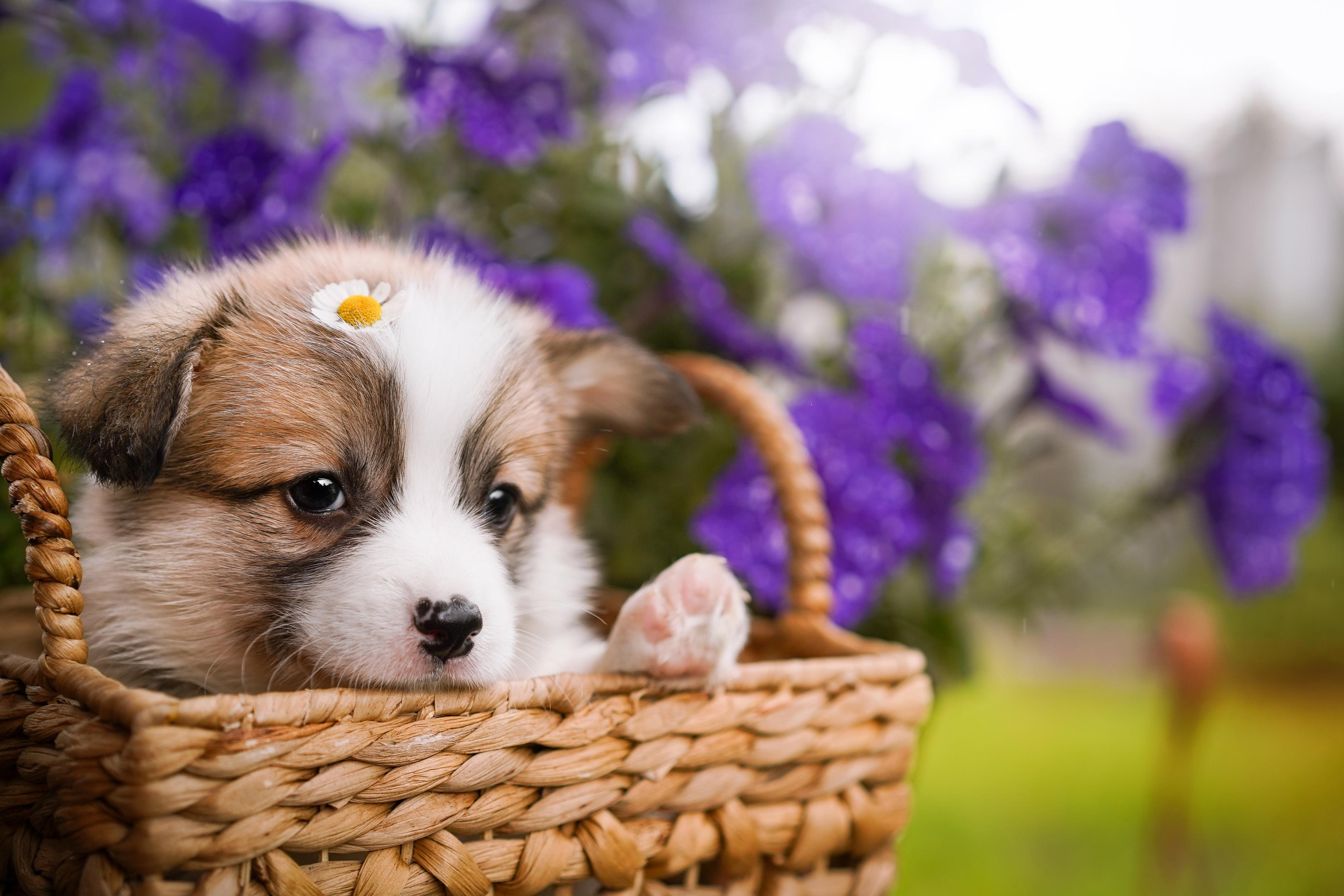 Щенки вельш-корги пемброк. Фотограф-анималист в Санкт-Петербурге Яна Мартынова