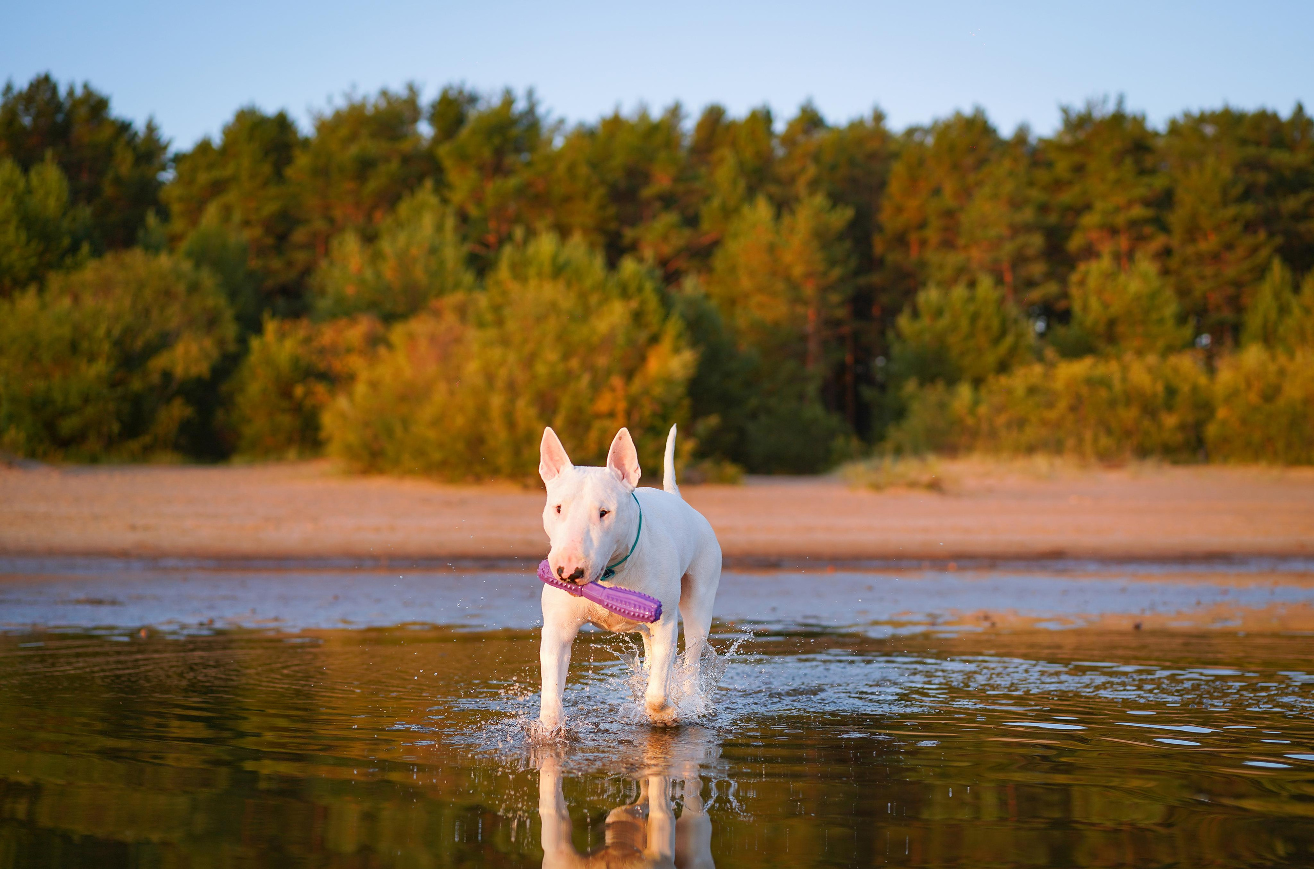 Настя Рома и Сахар. Фотограф-анималист в Санкт-Петербурге Яна Мартынова