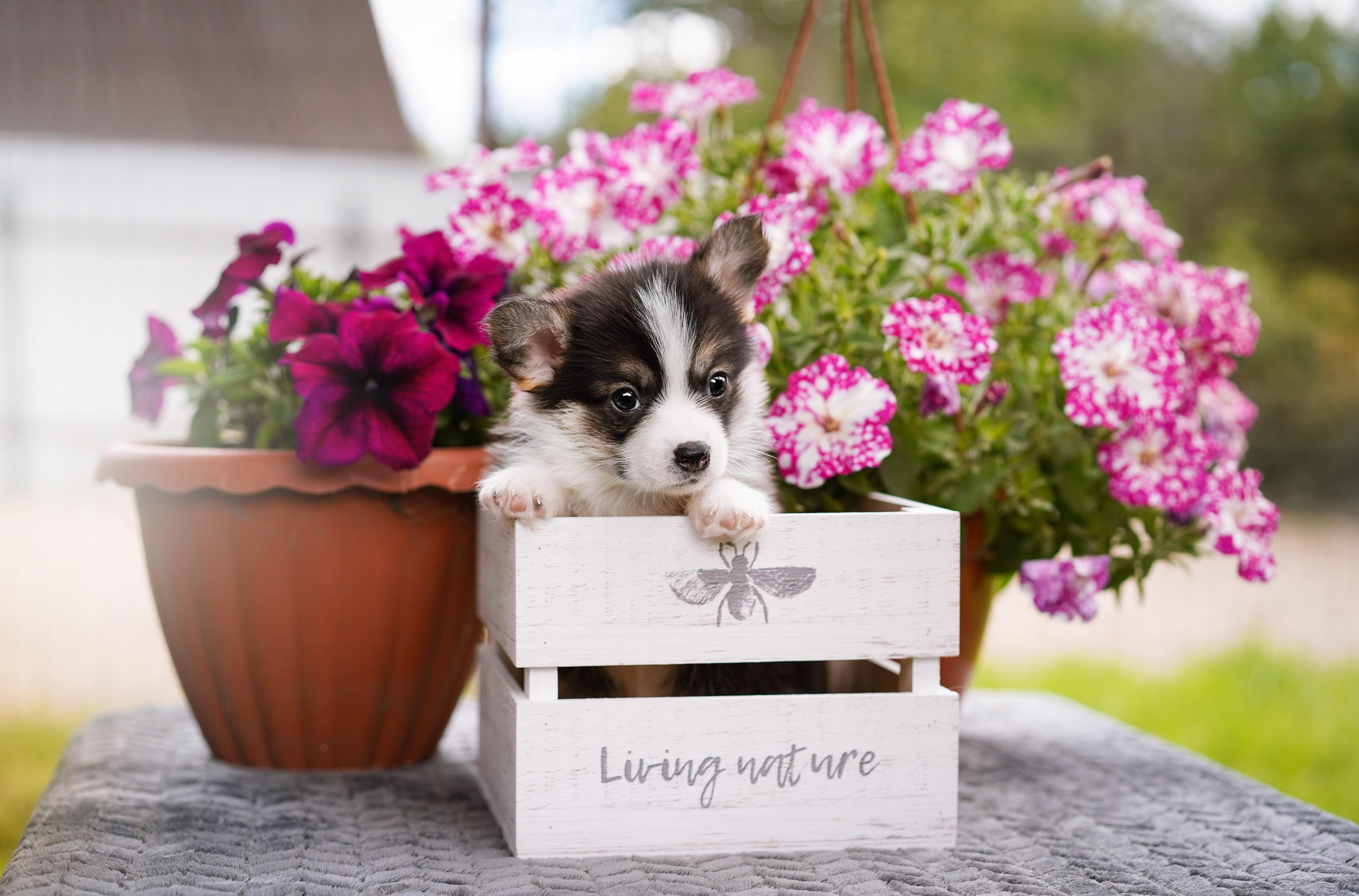 Щенки вельш-корги пемброк. Фотограф-анималист в Санкт-Петербурге Яна Мартынова