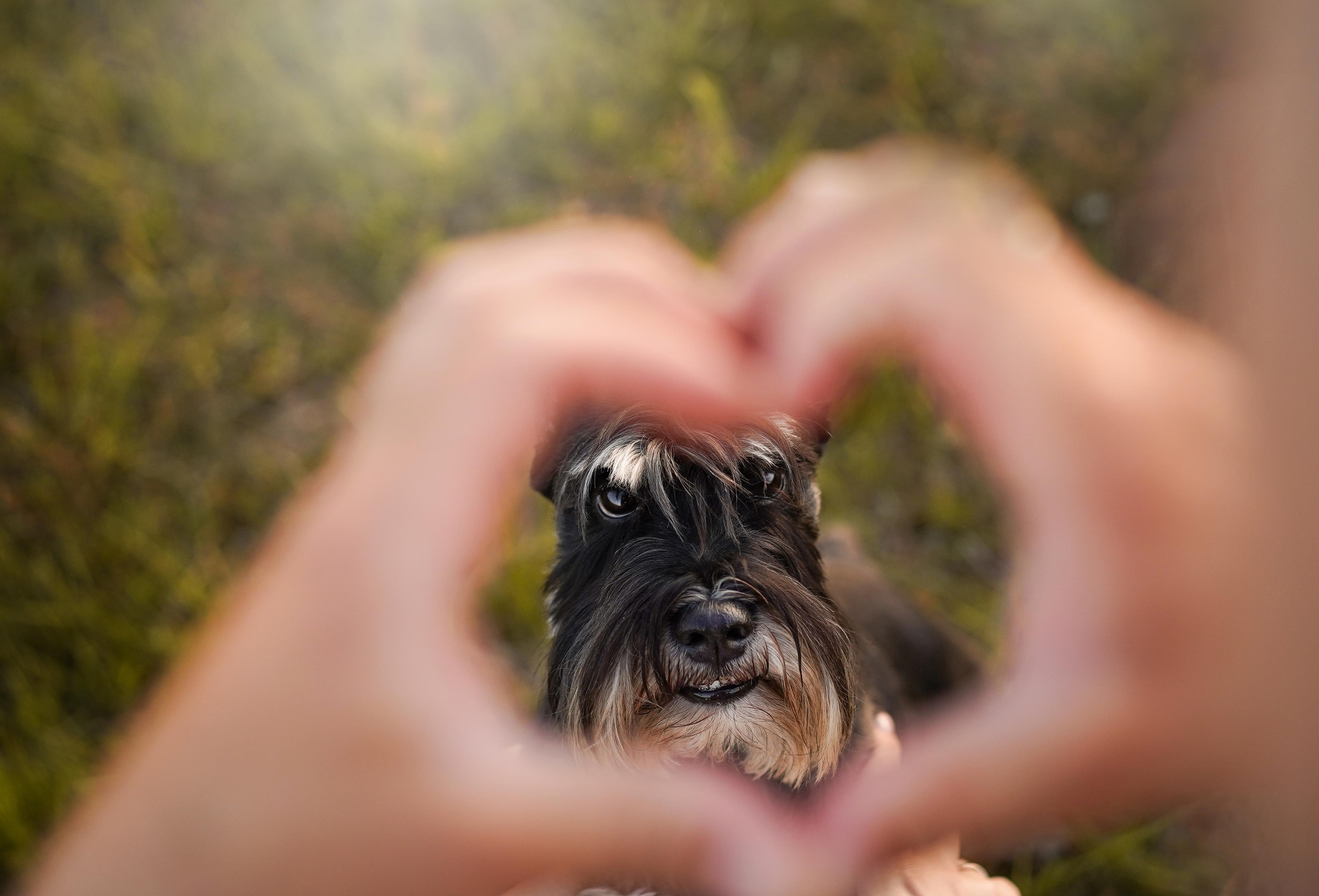 Оля Миша и песели. Фотограф-анималист в Санкт-Петербурге Яна Мартынова