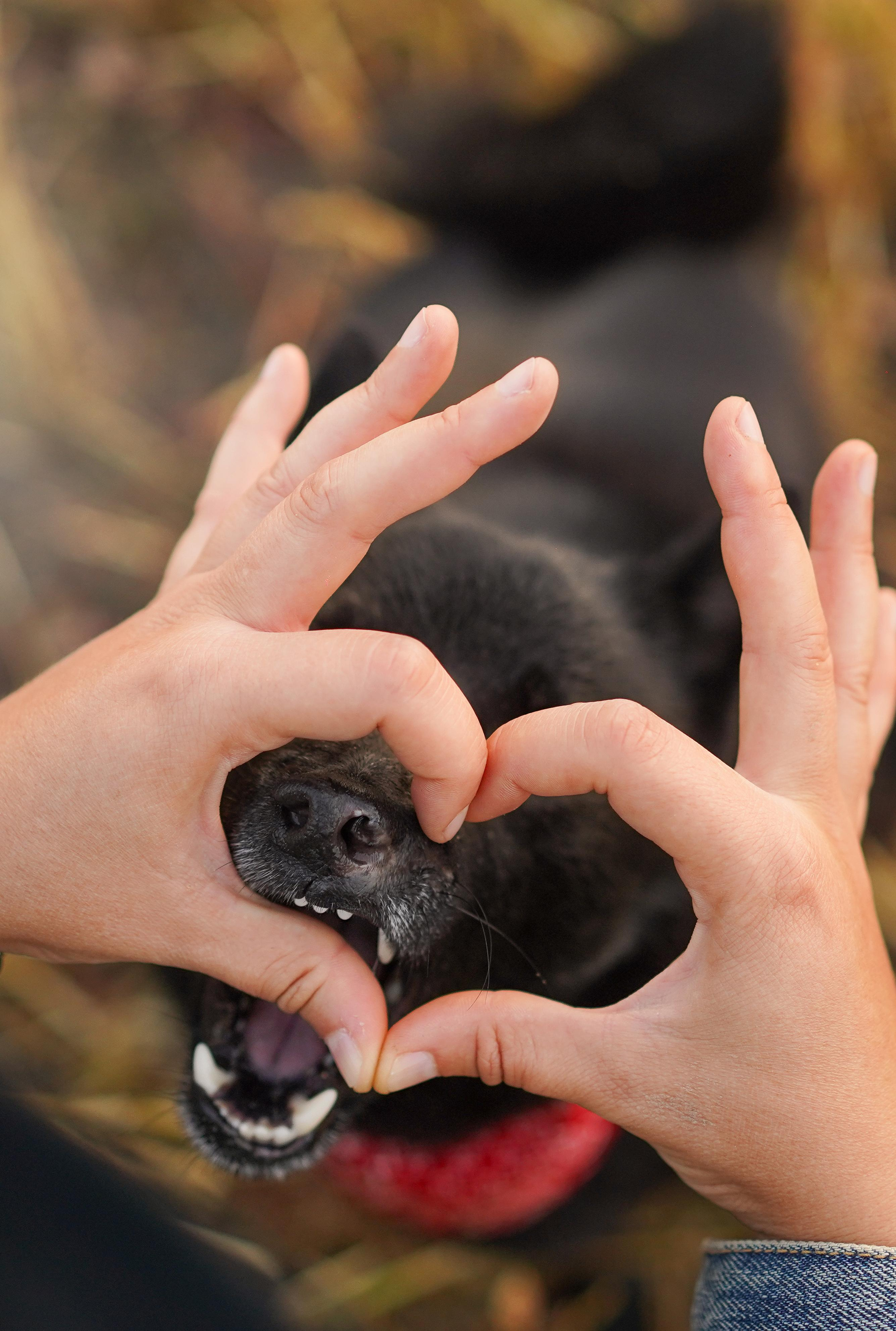 Аня и Арчи. Фотограф-анималист в Санкт-Петербурге Яна Мартынова