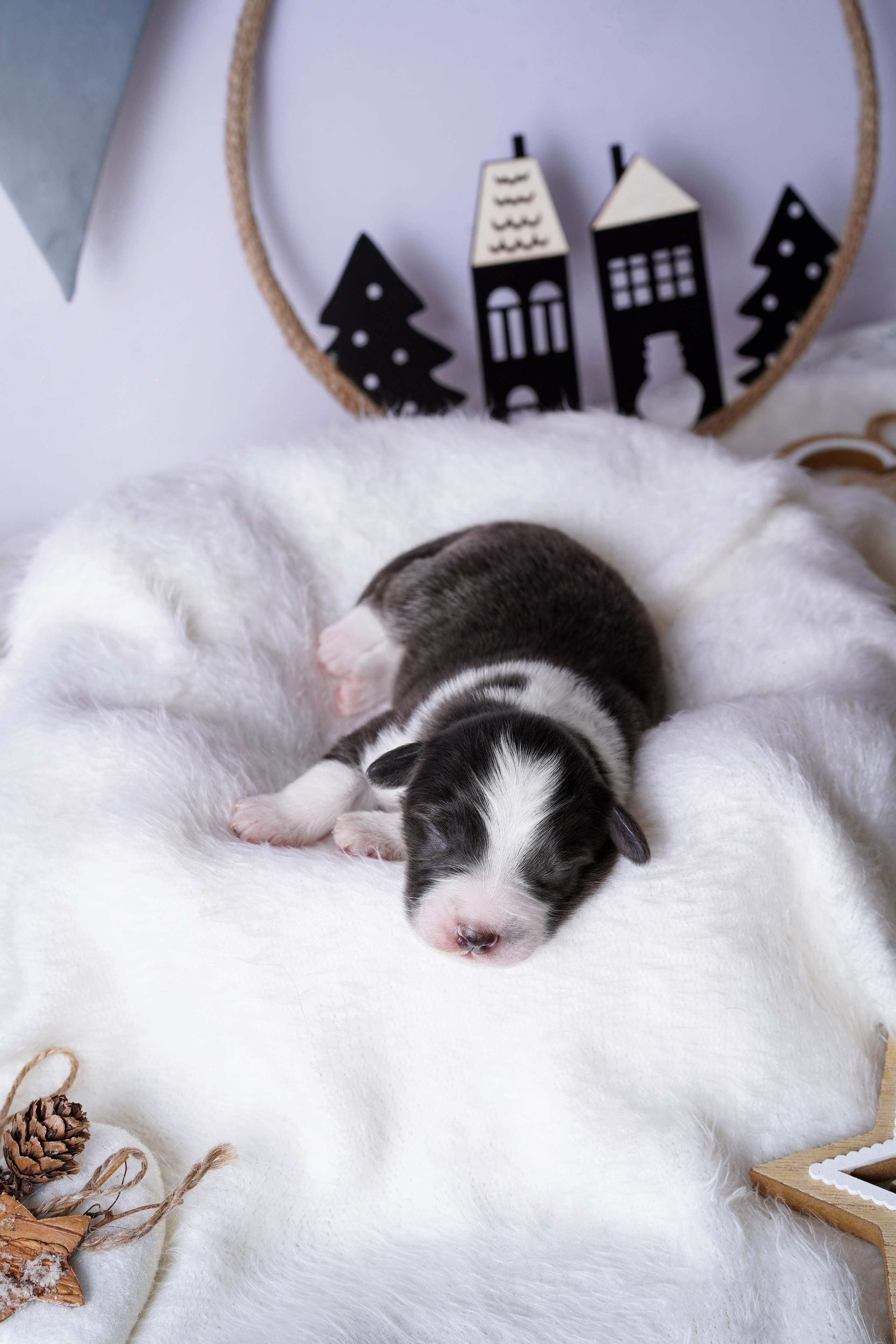 Щенки австралийской овчарки. Фотограф-анималист в Санкт-Петербурге Яна Мартынова