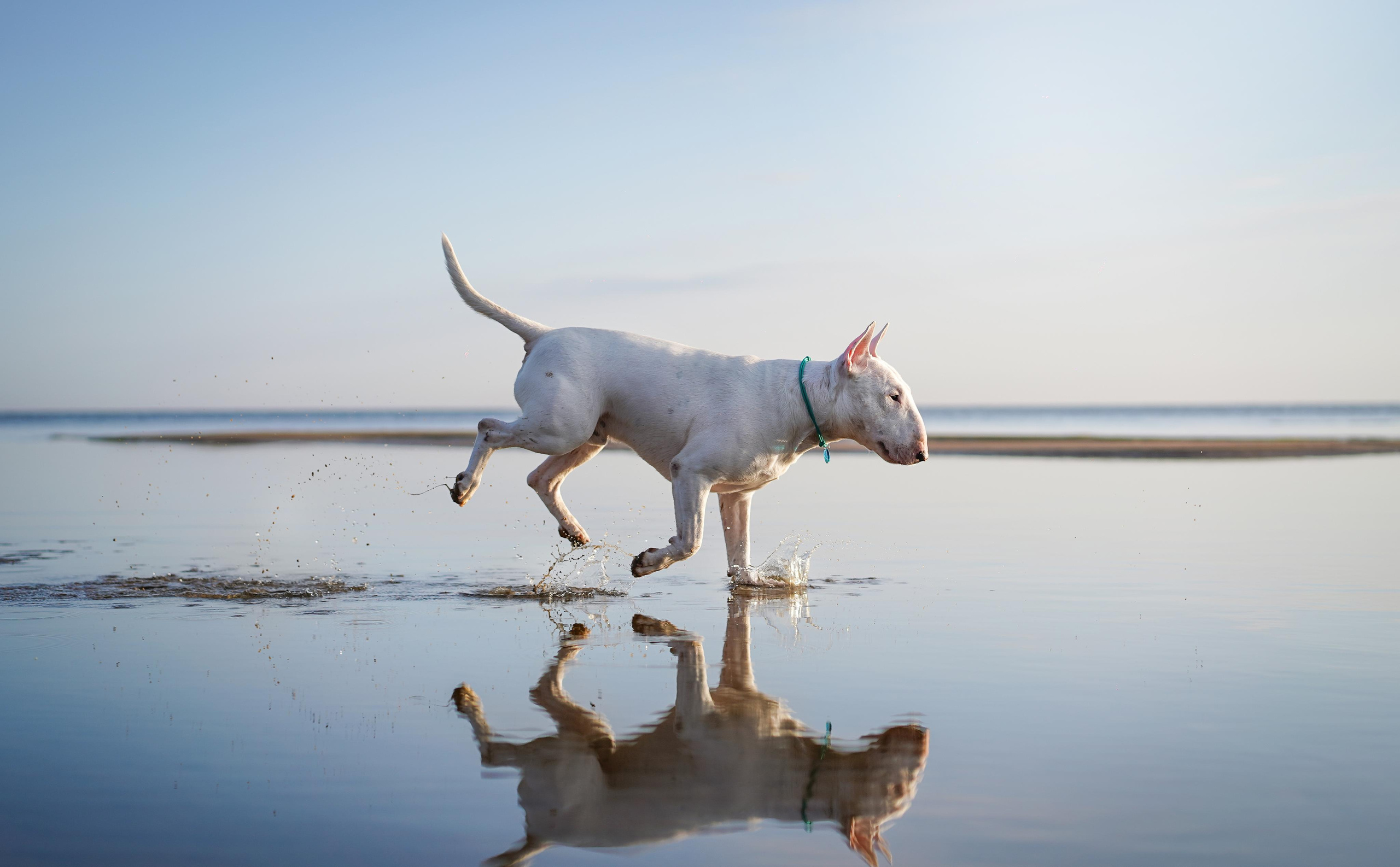 Настя Рома и Сахар. Фотограф-анималист в Санкт-Петербурге Яна Мартынова